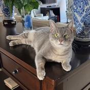 Enlarge Ozzie - handsome tabby with huge eyes, a Adoptable Domestic Short Hair in Carmel, IN image 2/6