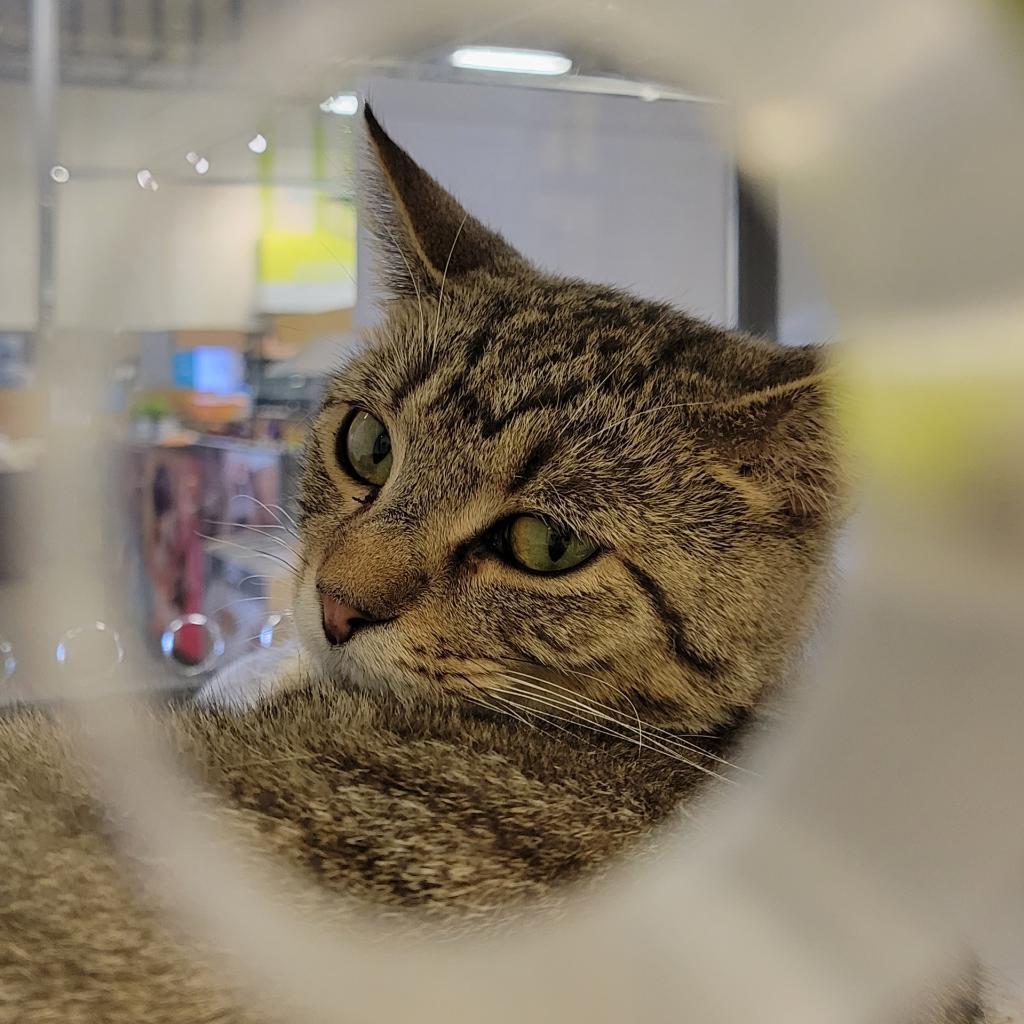 Enlarge Ozzie - handsome tabby with huge eyes, a Adoptable Domestic Short Hair in Carmel, IN image 3/6