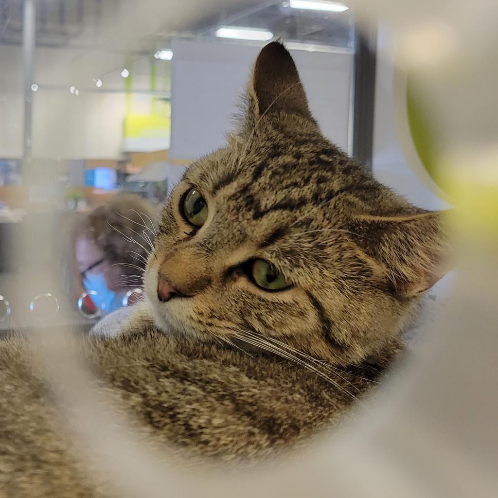 Enlarge Ozzie - handsome tabby with huge eyes, a Adoptable Domestic Short Hair in Carmel, IN image 4/6