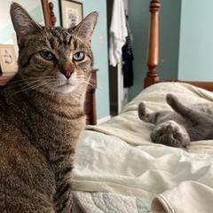 Enlarge Ozzie - handsome tabby with huge eyes, a Adoptable Domestic Short Hair in Carmel, IN image 5/6