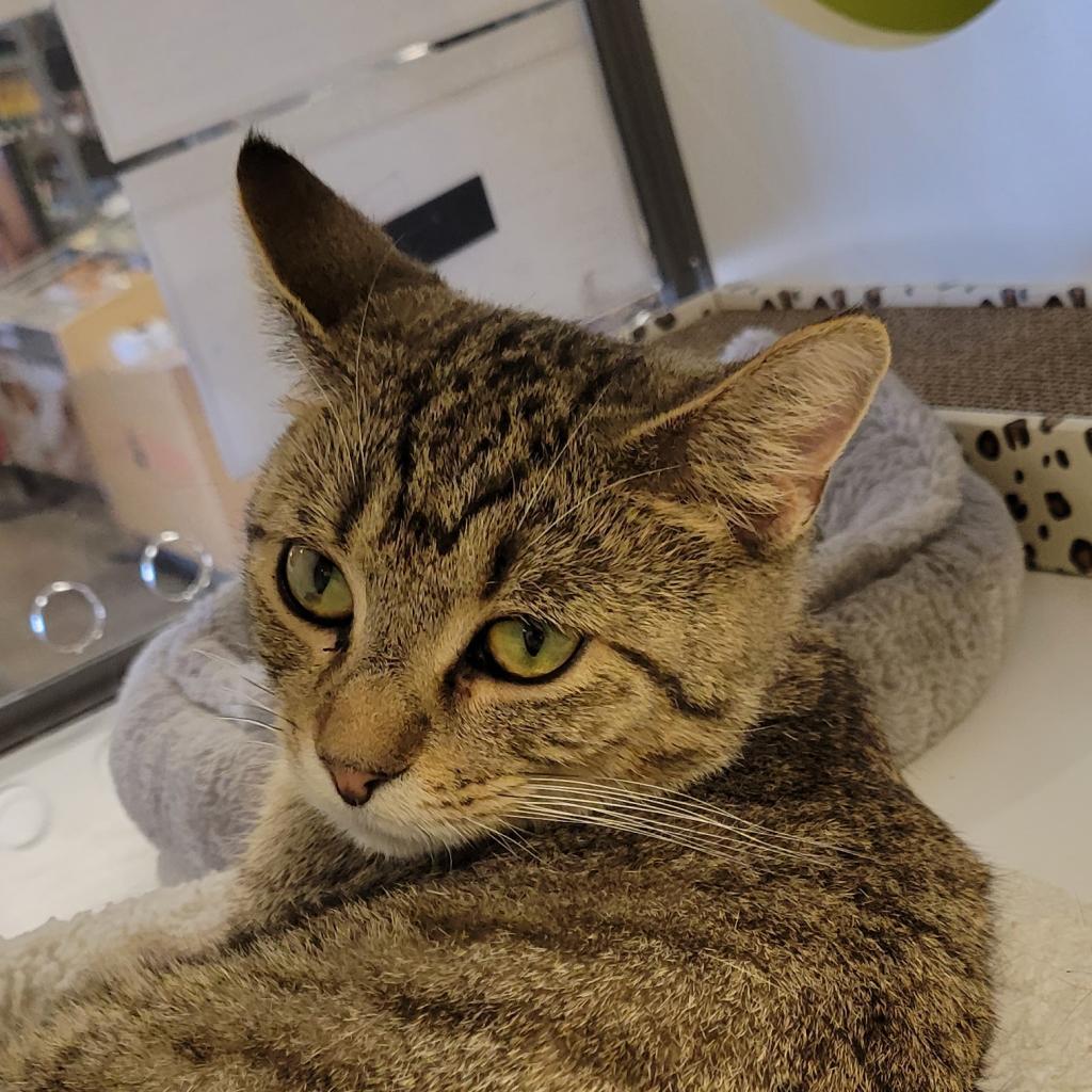 Enlarge Ozzie - handsome tabby with huge eyes, a Adoptable Domestic Short Hair in Carmel, IN image 6/6
