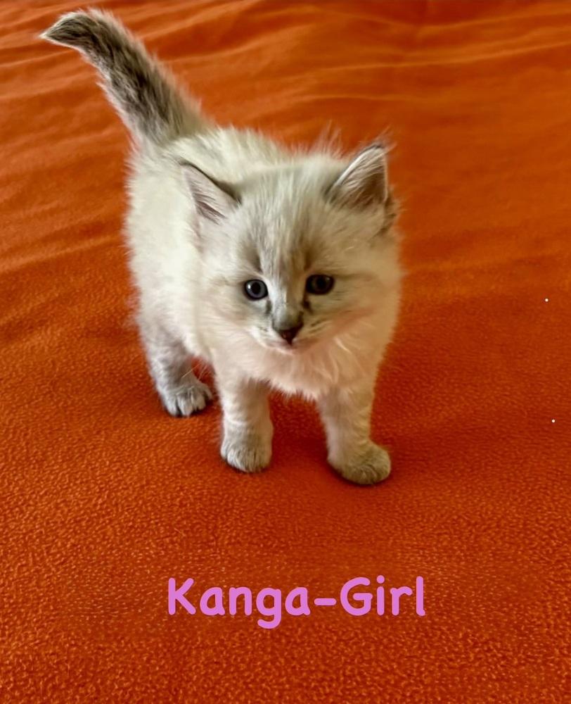Enlarge Kanga (Variety Pack Litter), a Adopted Domestic Short Hair in Telford, PA image 1/1