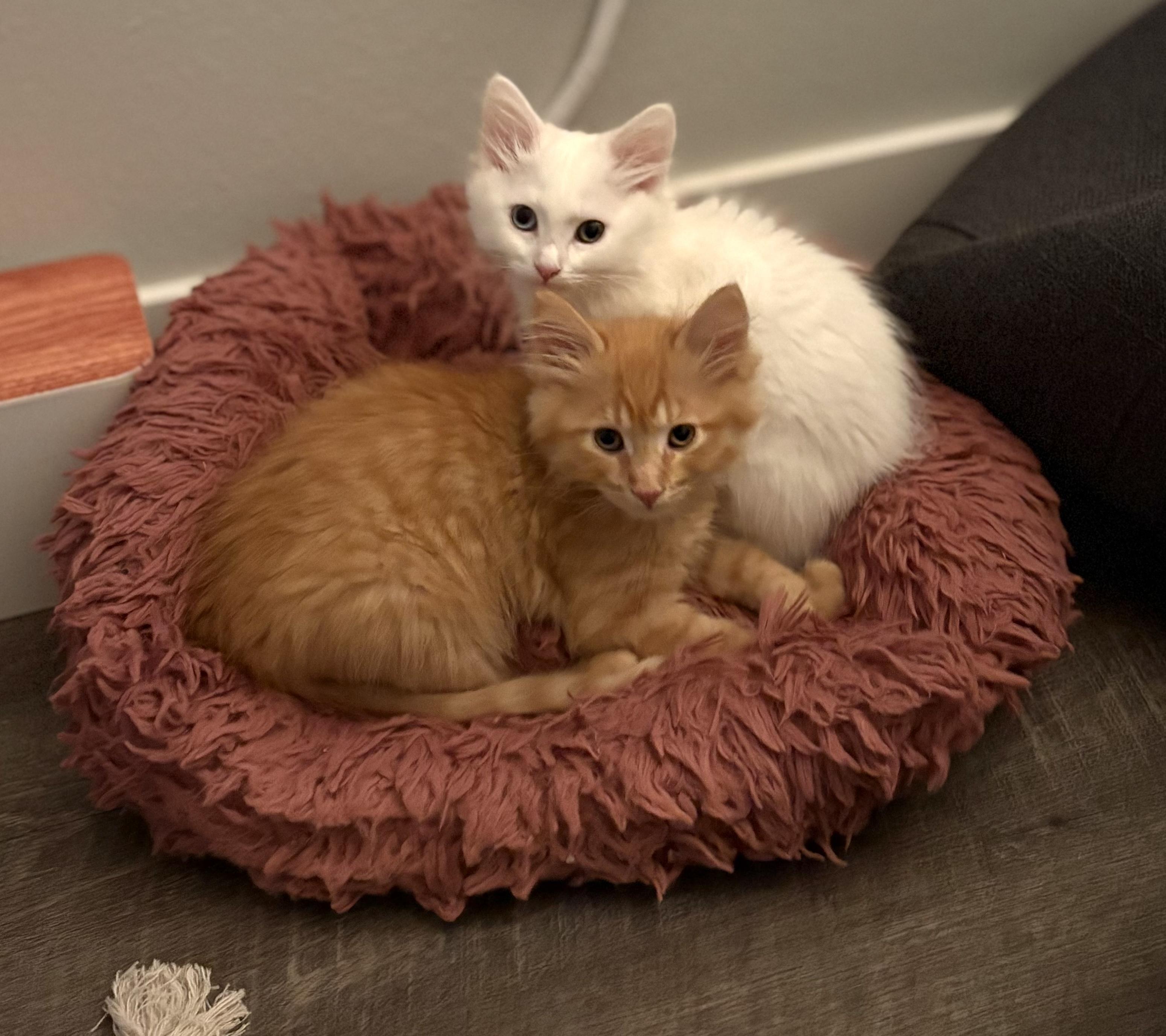 Enlarge Neelix & Gizmo - bonded siblings, a ADOPTABLE Domestic Medium Hair in San Francisco, CA image 1/5