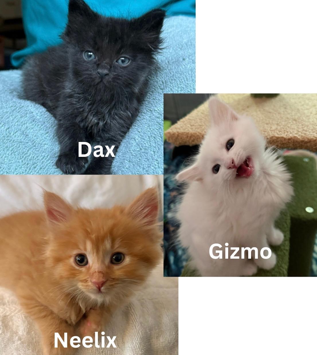 Neelix, Dax & Gizmo - kitten siblings, a ADOPTABLE Domestic Medium Hair in Palo Alto, CA image 1/5
