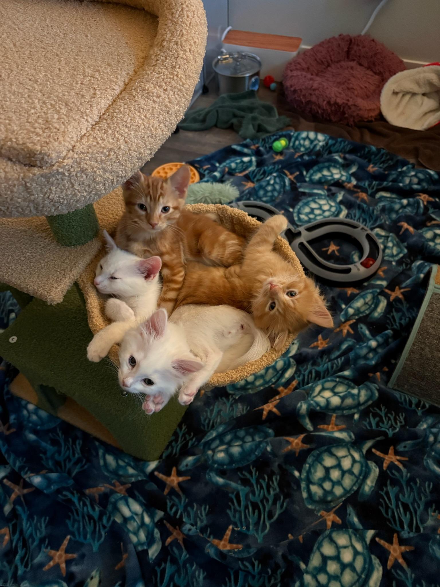Neelix, Dax & Gizmo - kitten siblings, a ADOPTABLE Domestic Medium Hair in Palo Alto, CA image 4/5