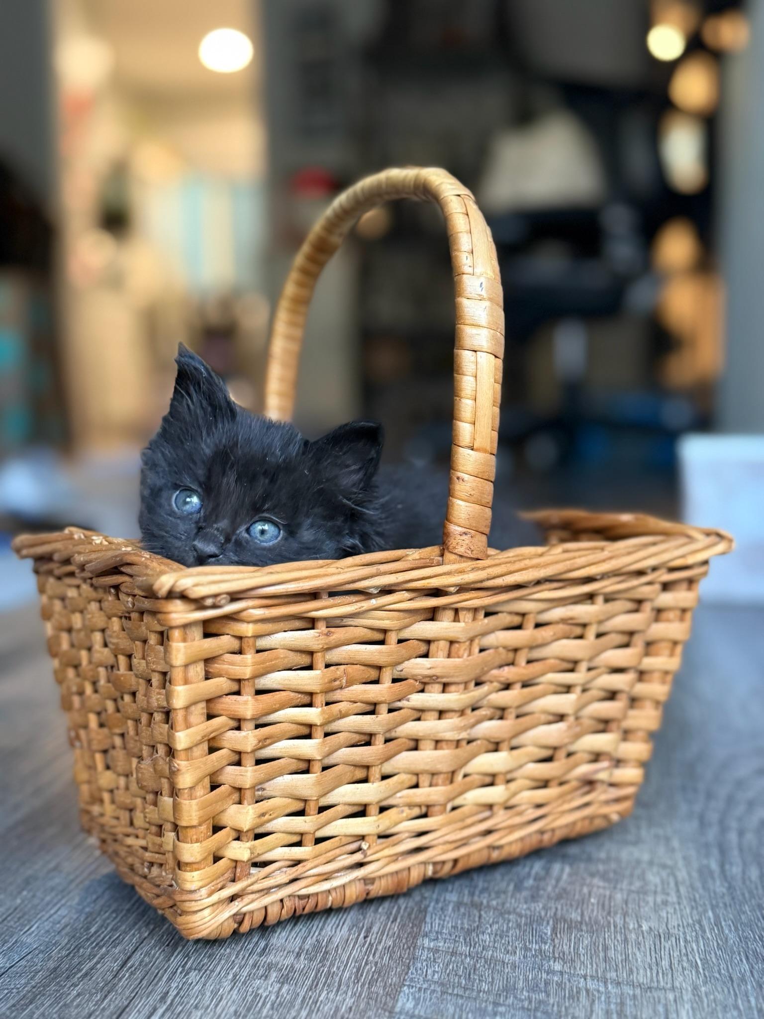 Neelix, Dax & Gizmo - kitten siblings, a ADOPTABLE Domestic Medium Hair in Palo Alto, CA image 5/5