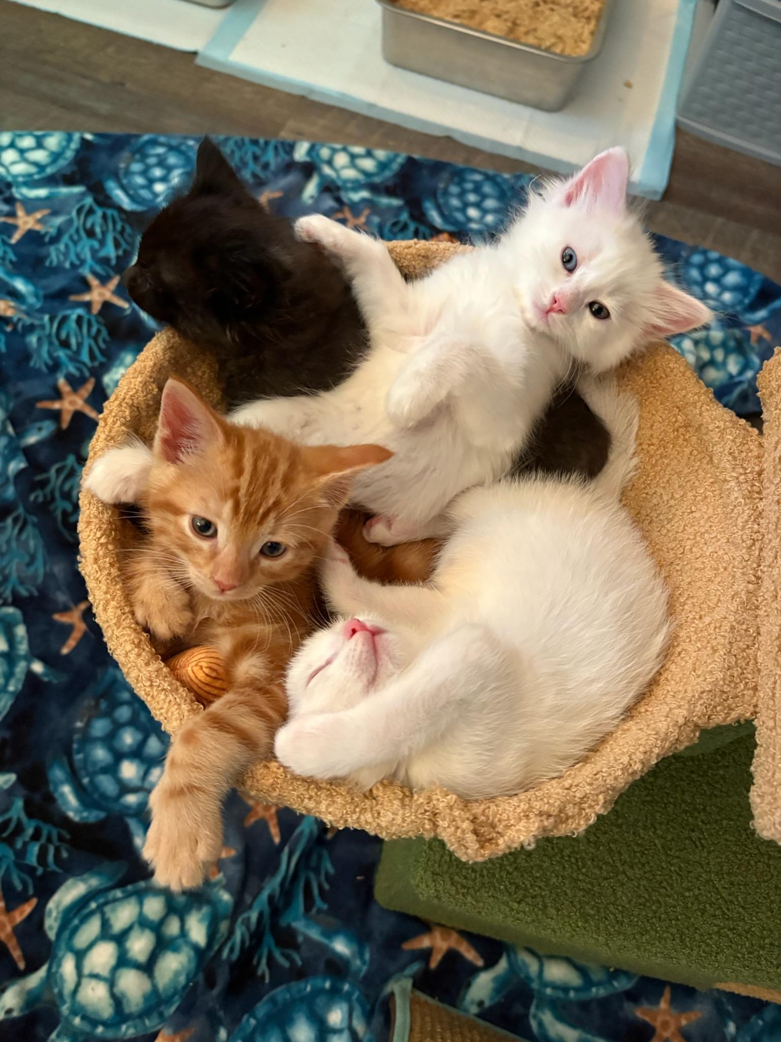 Neelix, Dax & Gizmo - kitten siblings, a ADOPTABLE Domestic Medium Hair in Palo Alto, CA image 2/5
