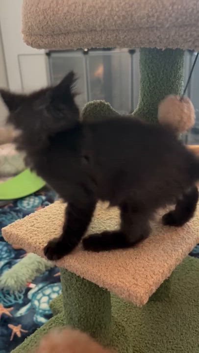 Enlarge Neelix, Dax & Gizmo - kitten siblings, a ADOPTABLE Domestic Medium Hair in Palo Alto, CA video 3/5