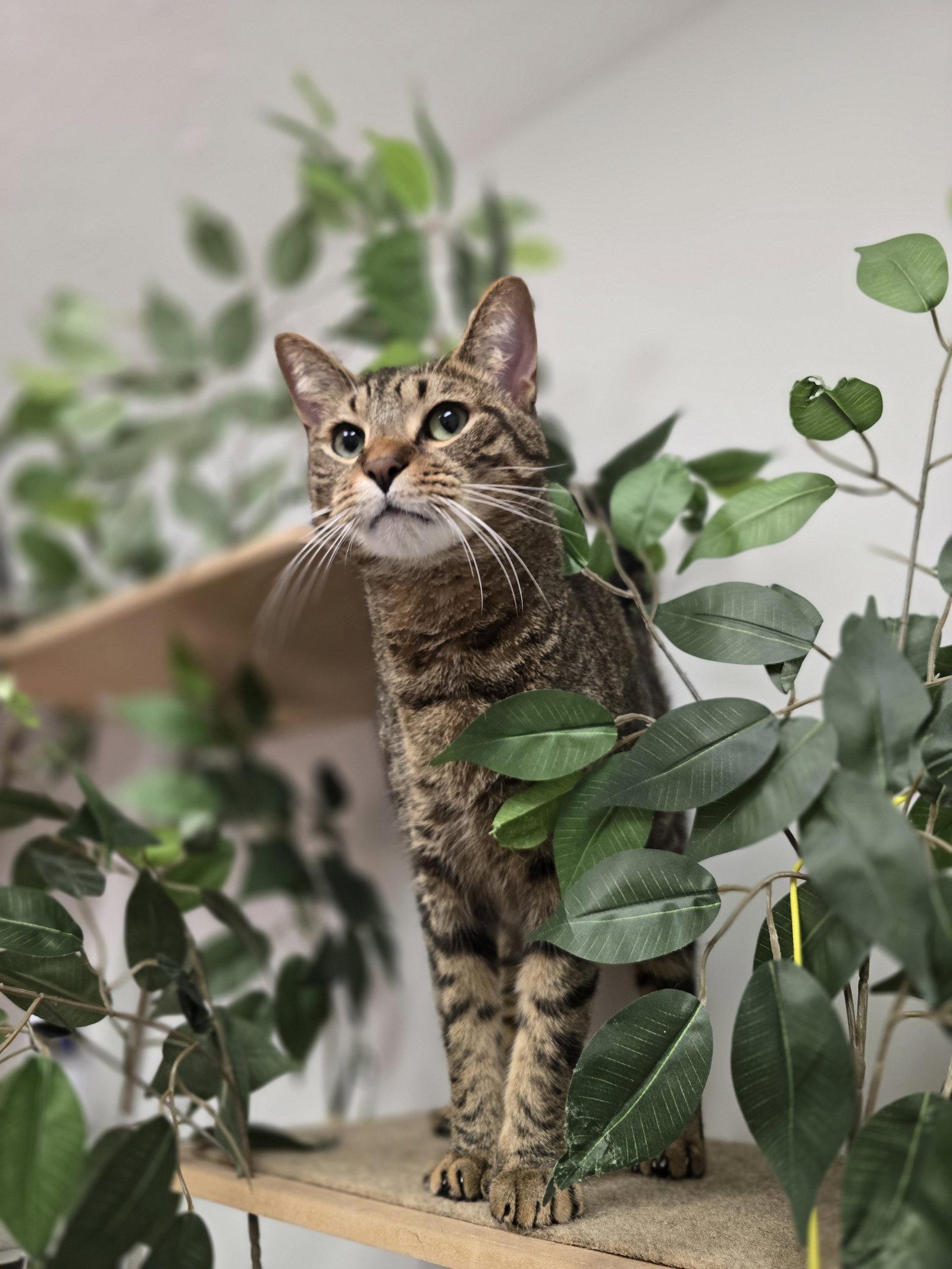 Sammy, Adoptable, Adult Male Tabby.