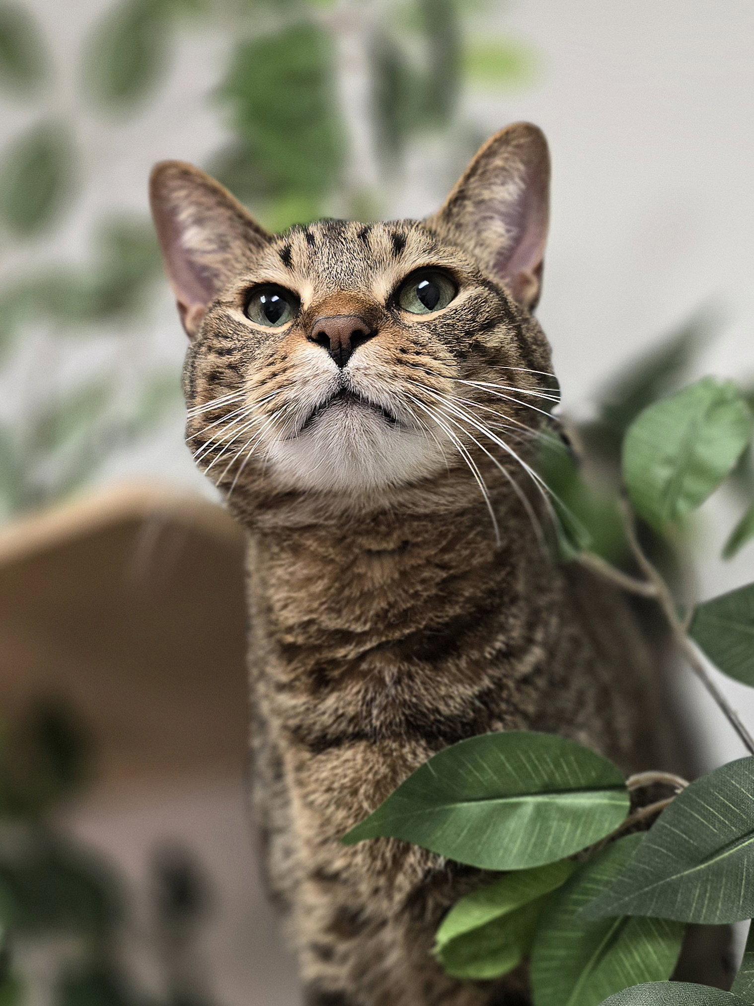 Enlarge Sammy, a Adoptable Tabby in Locust Grove, GA image 3/3