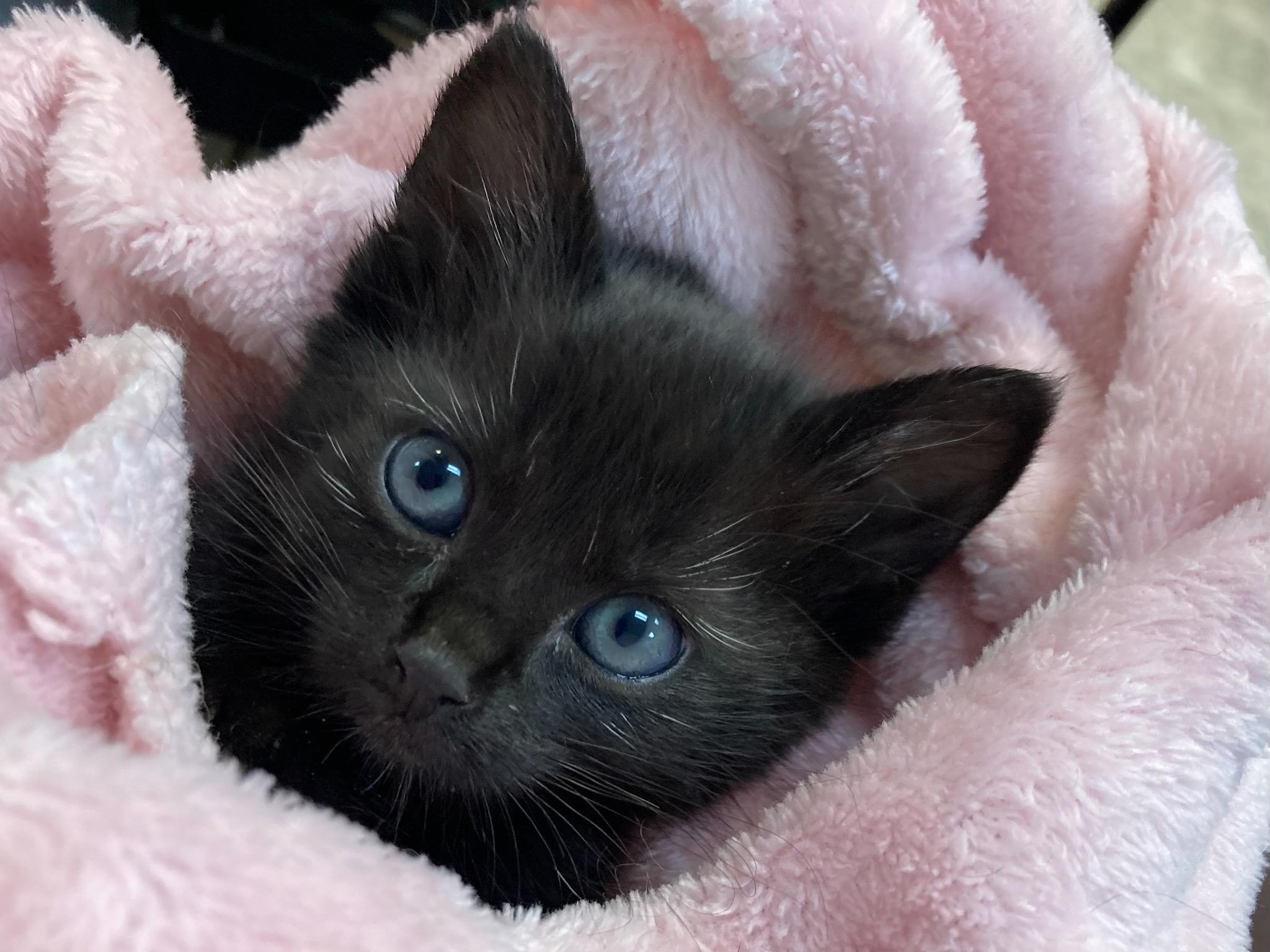 Enlarge Samson, an adopted Domestic Medium Hair in Crane, MO image 1/3