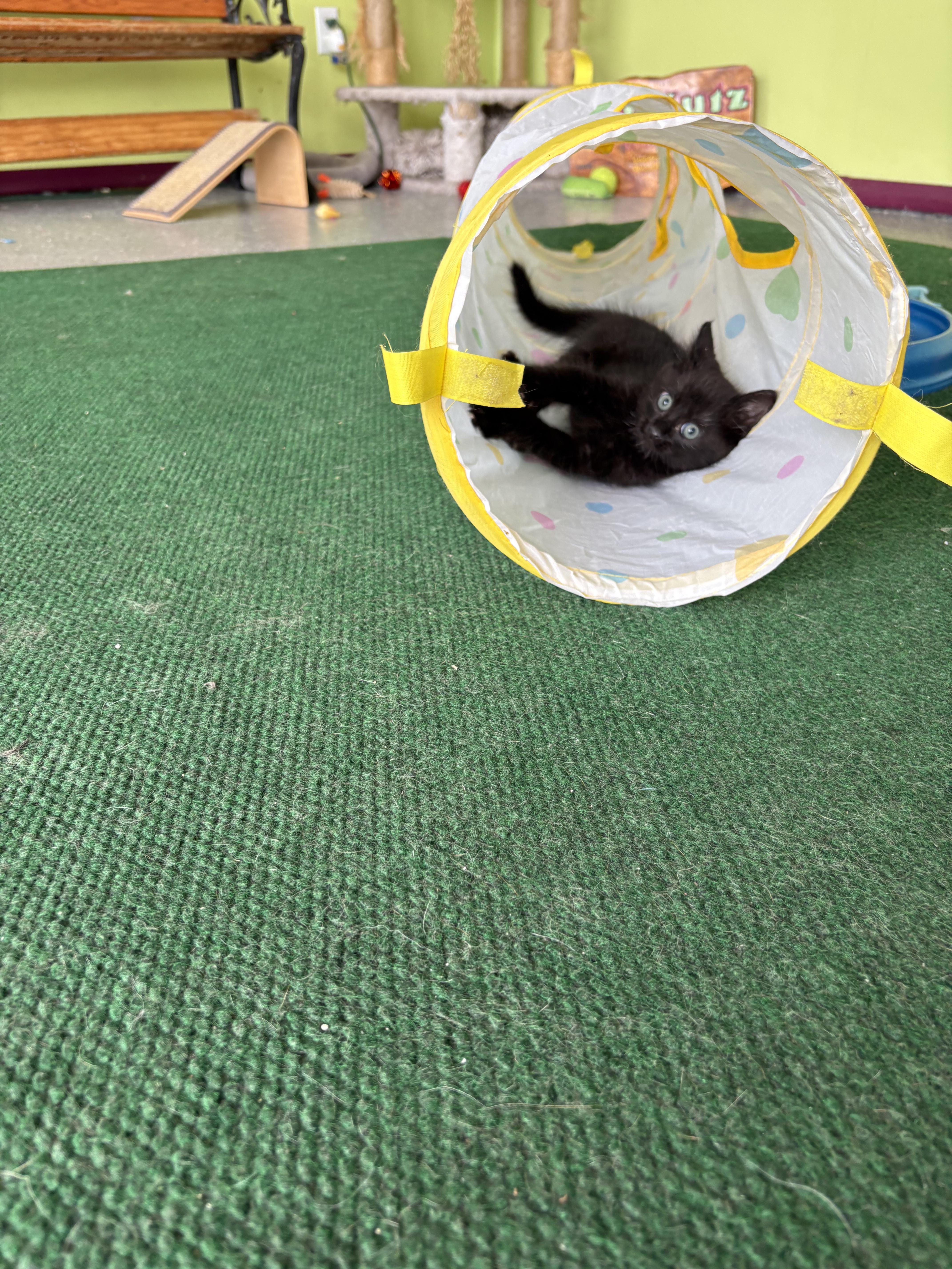 Enlarge Samson, an adopted Domestic Medium Hair in Crane, MO image 3/3
