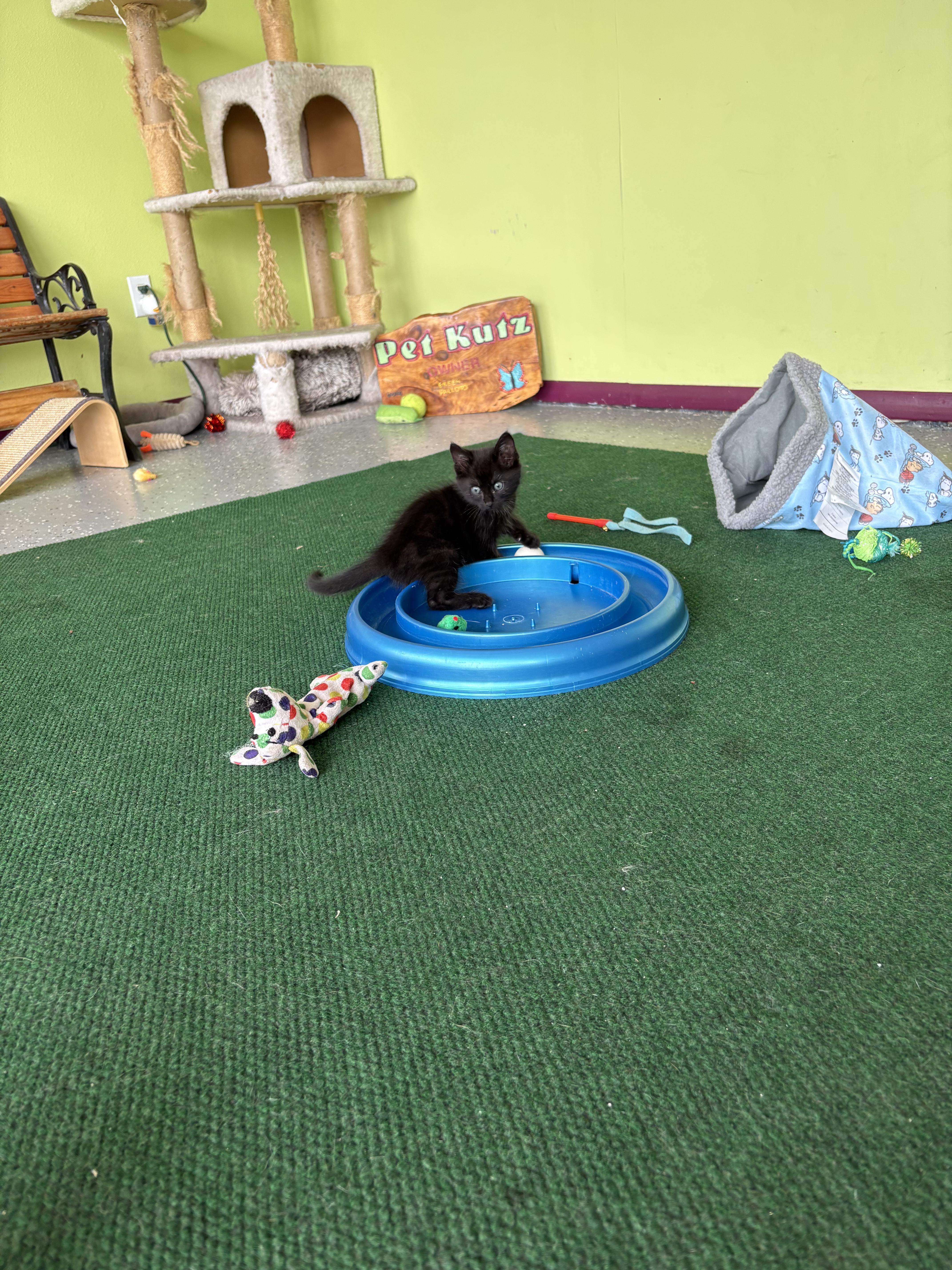 Enlarge Samson, an adopted Domestic Medium Hair in Crane, MO image 2/3