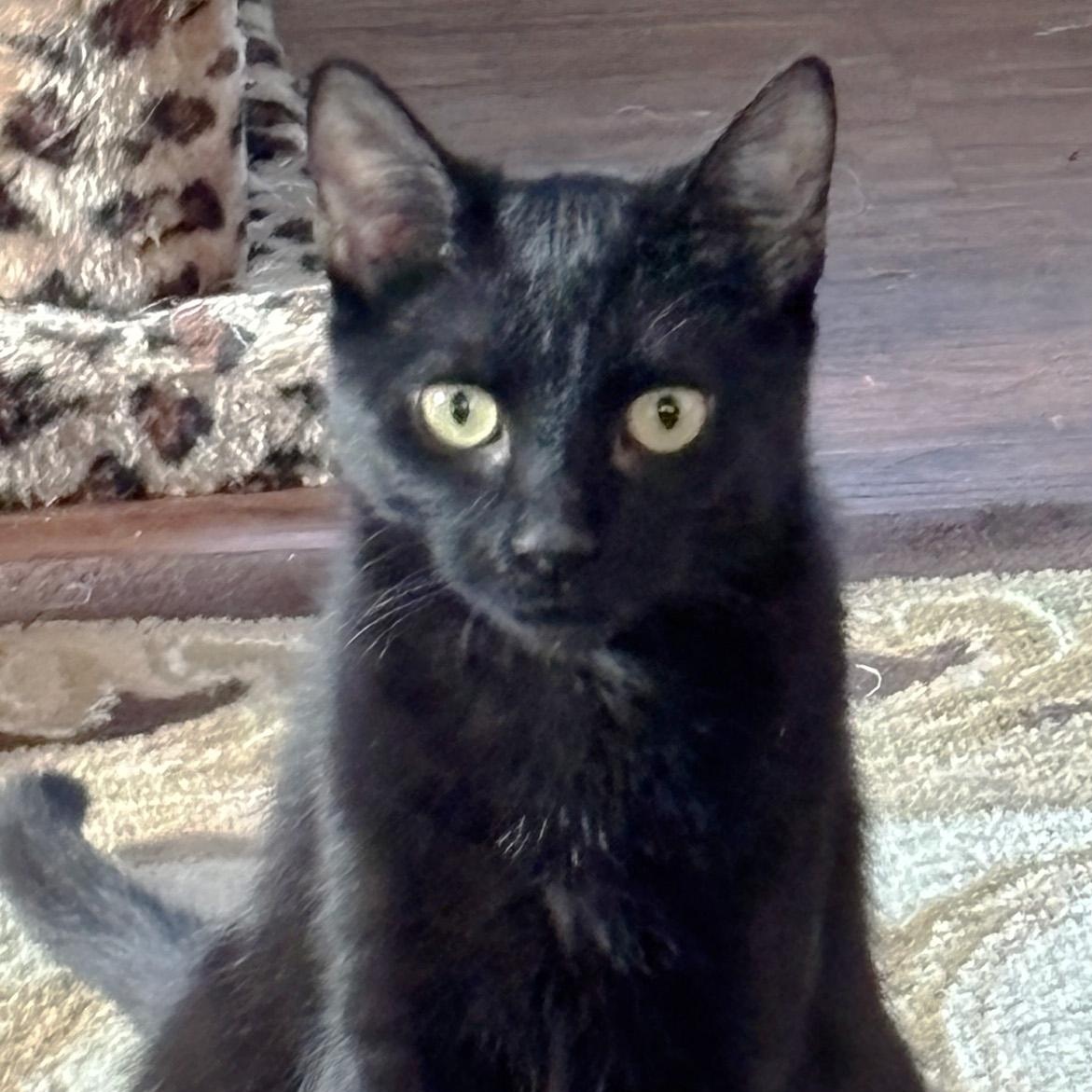 Enlarge Pudding and Fudge--Bonded Sisters, an adopted Domestic Short Hair in Fair Haven, VT image 1/3