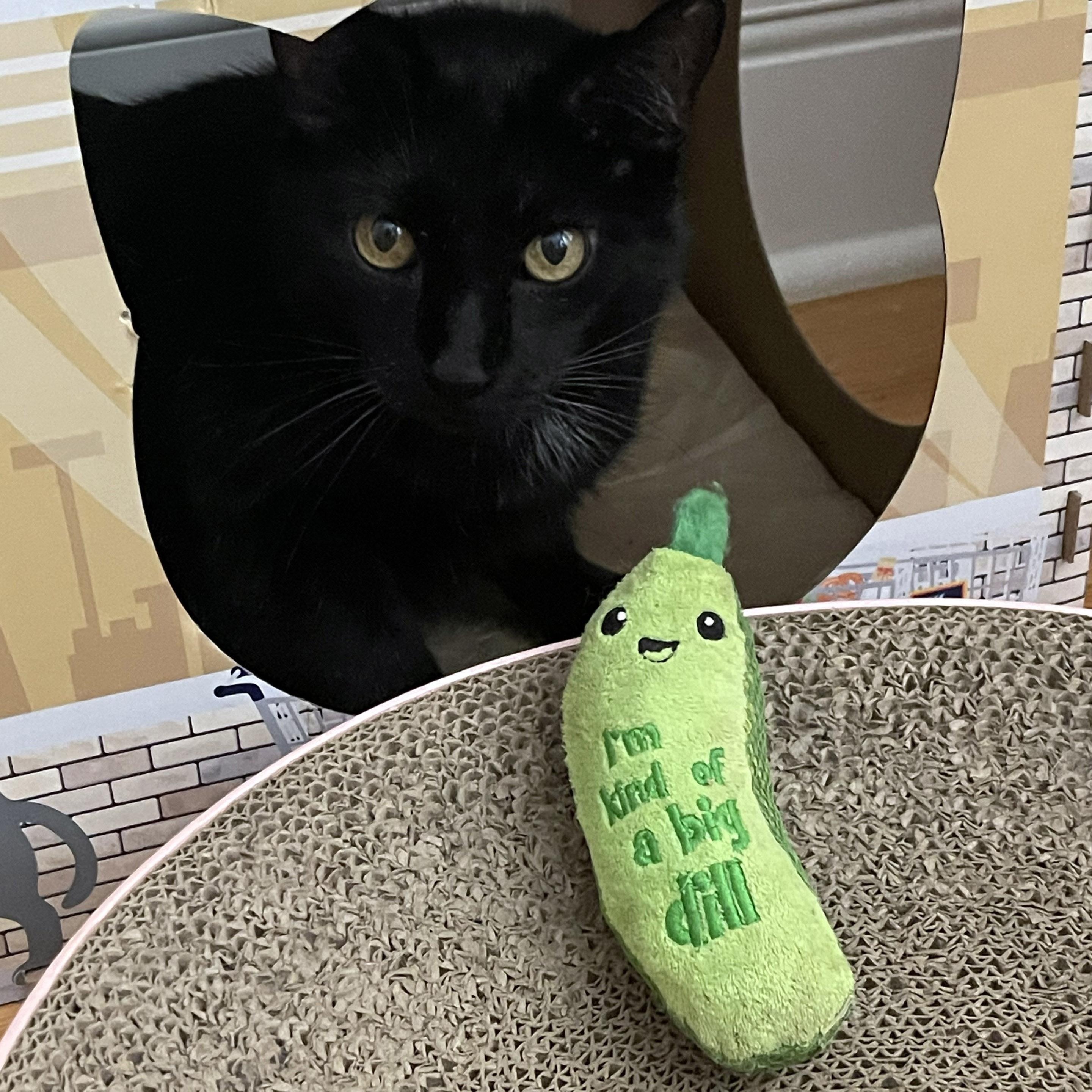 Enlarge Bingo, a ADOPTABLE Domestic Short Hair in Chicago, IL image 4/6