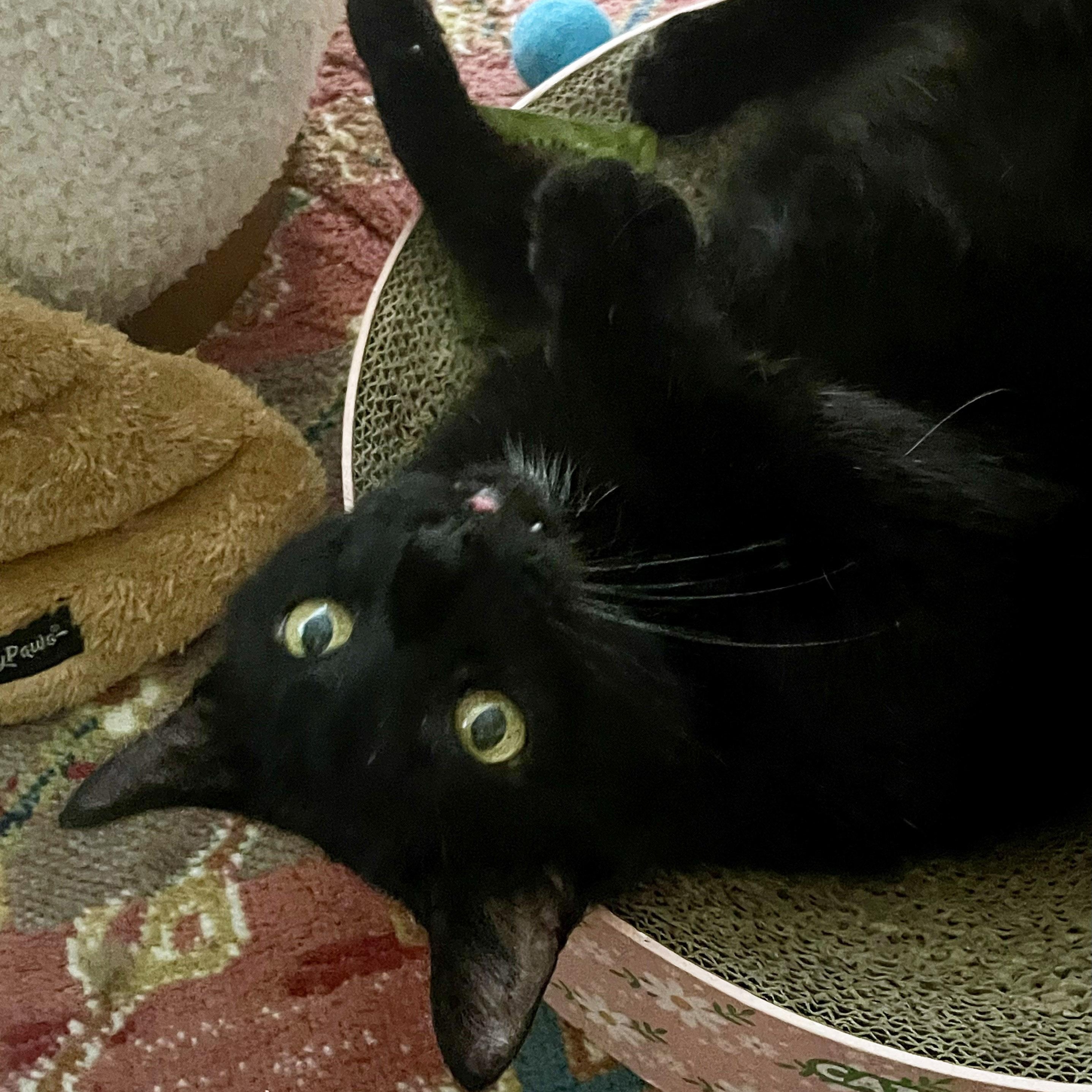 Enlarge Bingo, a ADOPTABLE Domestic Short Hair in Chicago, IL image 5/6