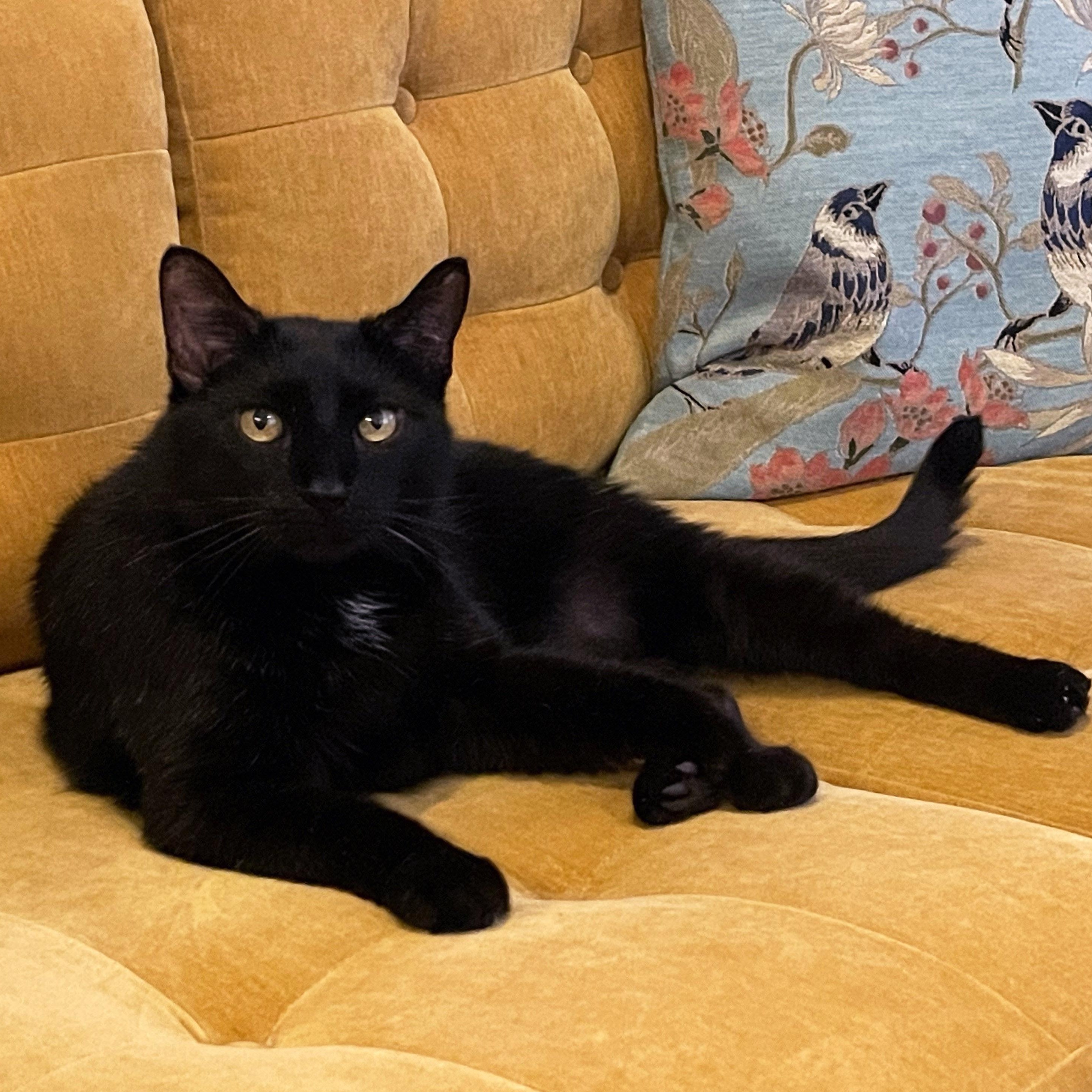 Enlarge Bingo, a ADOPTABLE Domestic Short Hair in Chicago, IL image 2/6