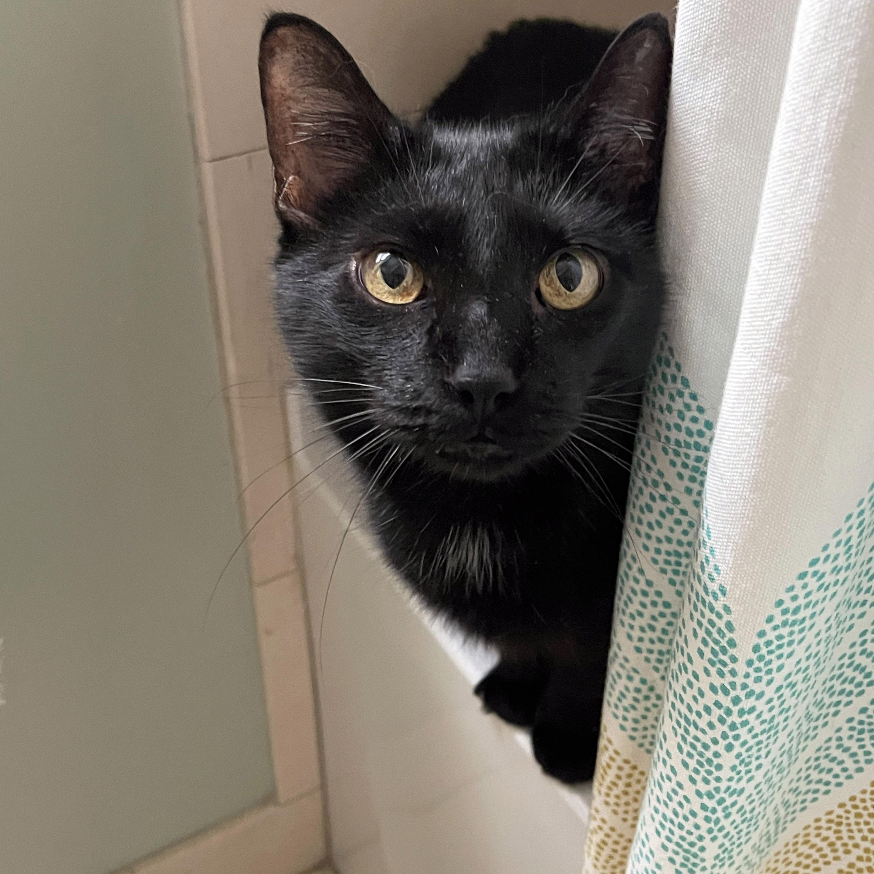 Enlarge Bingo, a ADOPTABLE Domestic Short Hair in Chicago, IL image 3/6