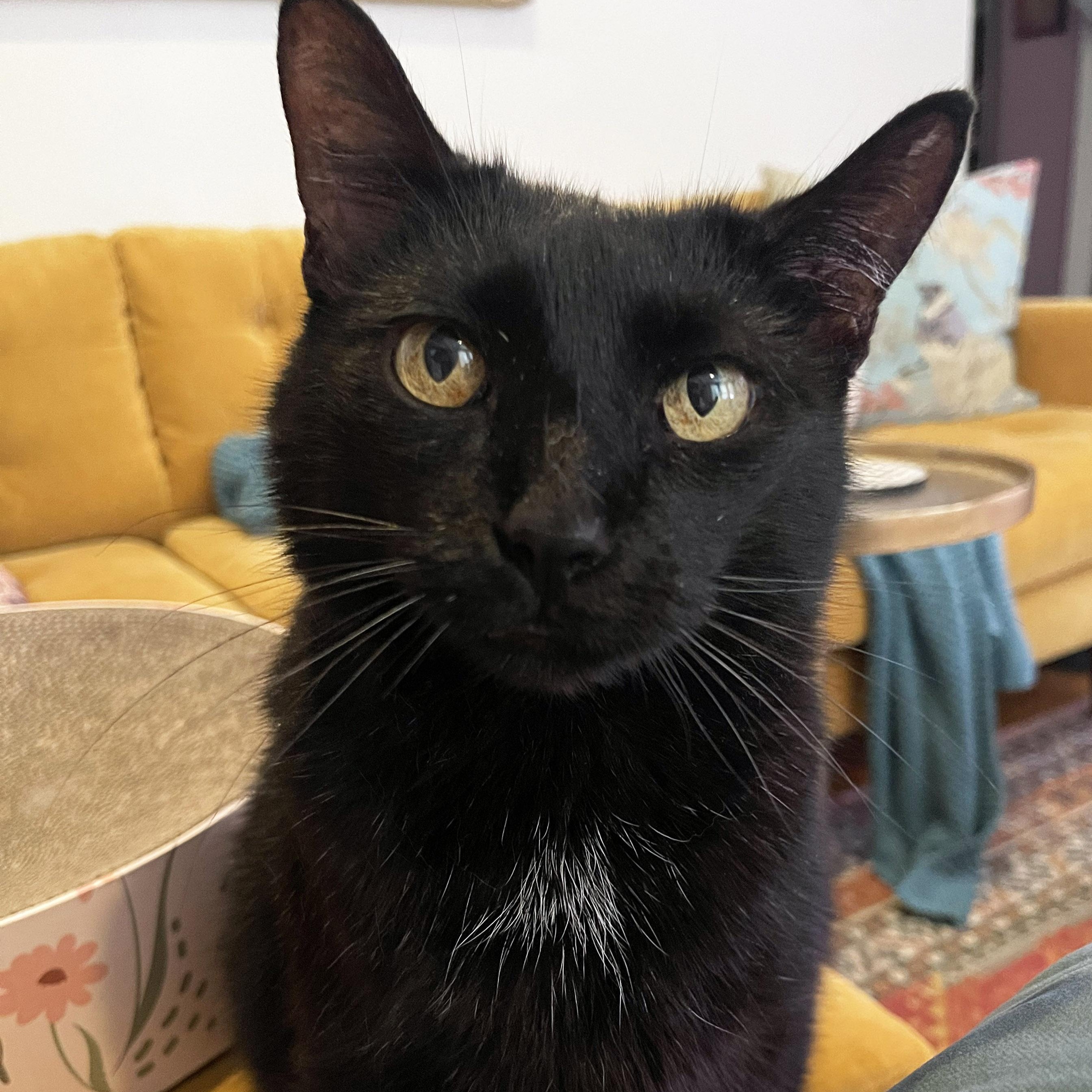 Enlarge Bingo, a ADOPTABLE Domestic Short Hair in Chicago, IL image 1/6