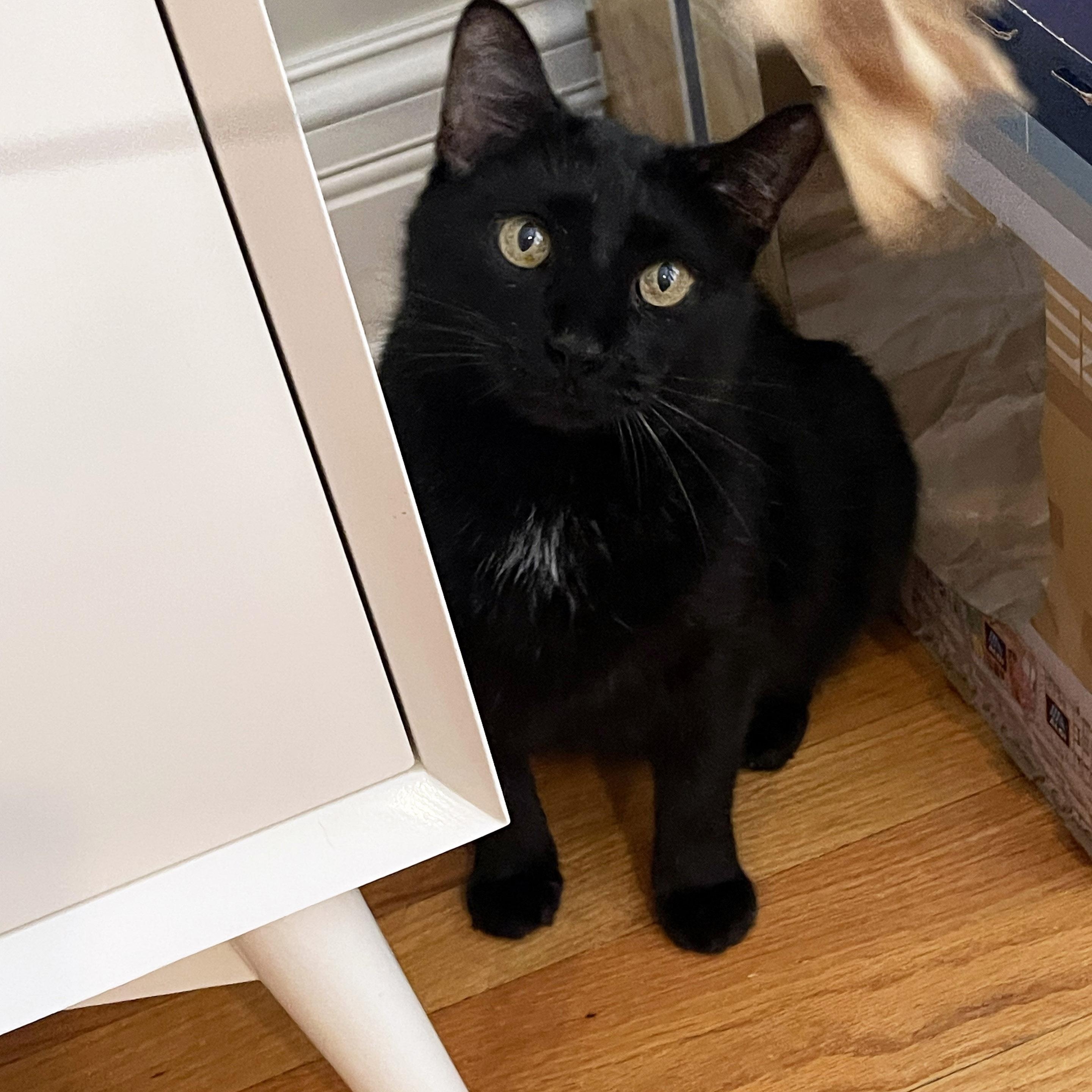 Enlarge Bingo, a ADOPTABLE Domestic Short Hair in Chicago, IL image 6/6