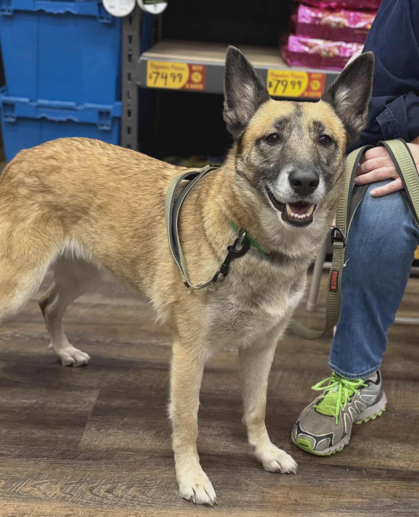 Enlarge Nova, a Adoptable mixed breed in West Greenwich, RI image 4/6
