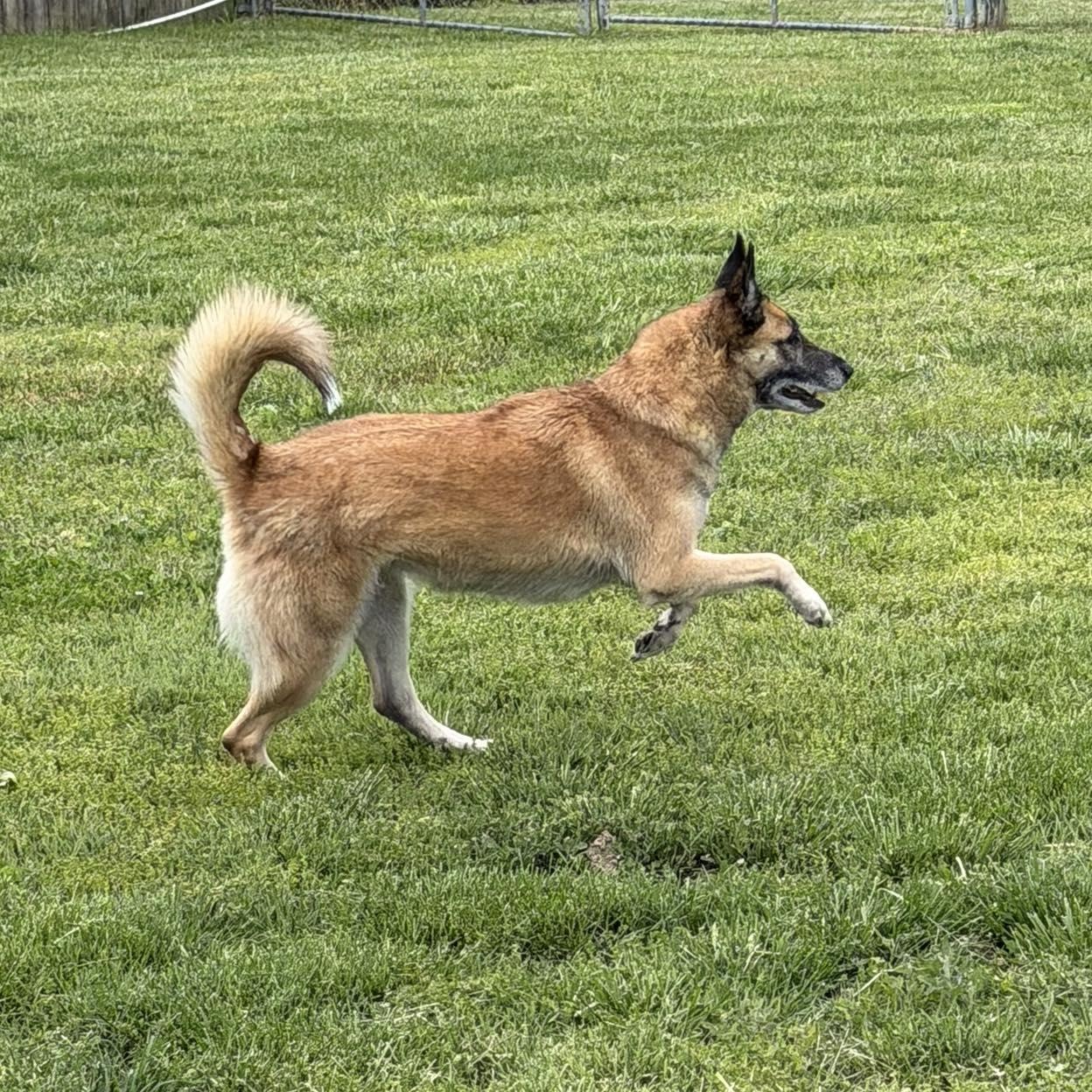 Nova, Adoptable, Adult Female Belgian Shepherd / Malinois.