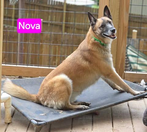 Enlarge Nova, a Adoptable mixed breed in West Greenwich, RI image 2/6