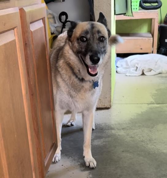 Nova, Adoptable, Adult Female German Shepherd Dog.