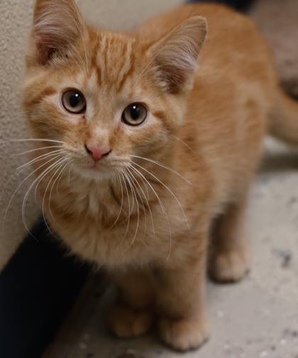 Cheeto, Adoptable, Kitten Male Domestic Short Hair & Domestic Short Hair.