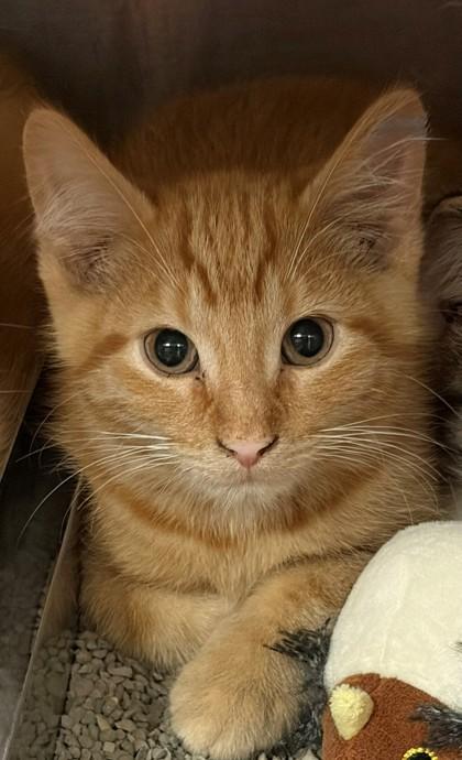 Cheeto, Adoptable, Kitten Male Domestic Short Hair & Domestic Short Hair.