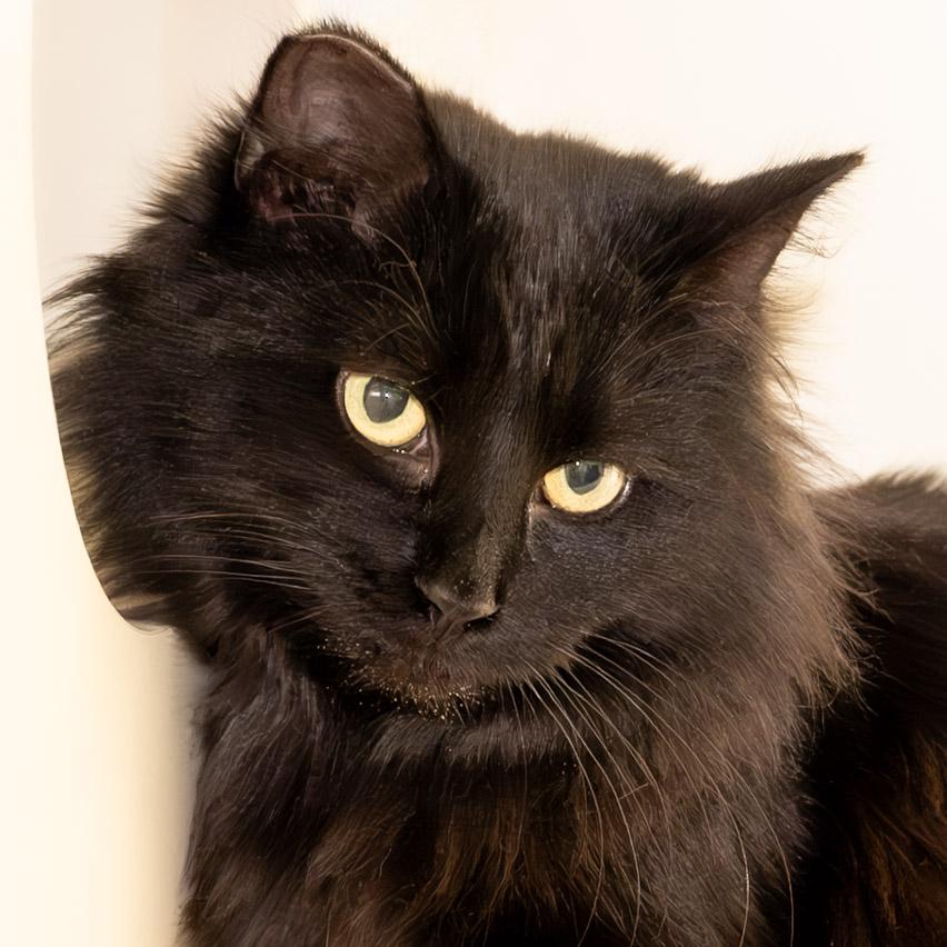 Bree, ADOPTABLE, Young Female Domestic Long Hair.
