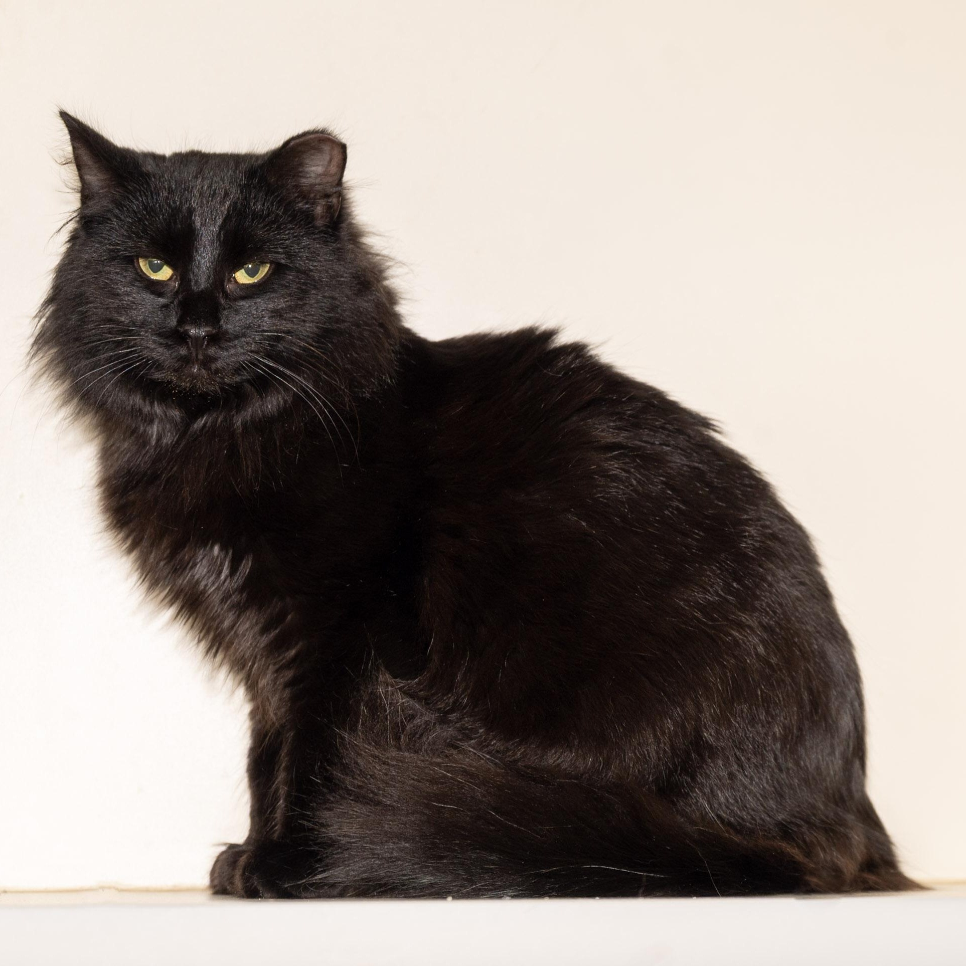 Enlarge Bree, a ADOPTABLE Domestic Long Hair in Victor, NY image 2/5