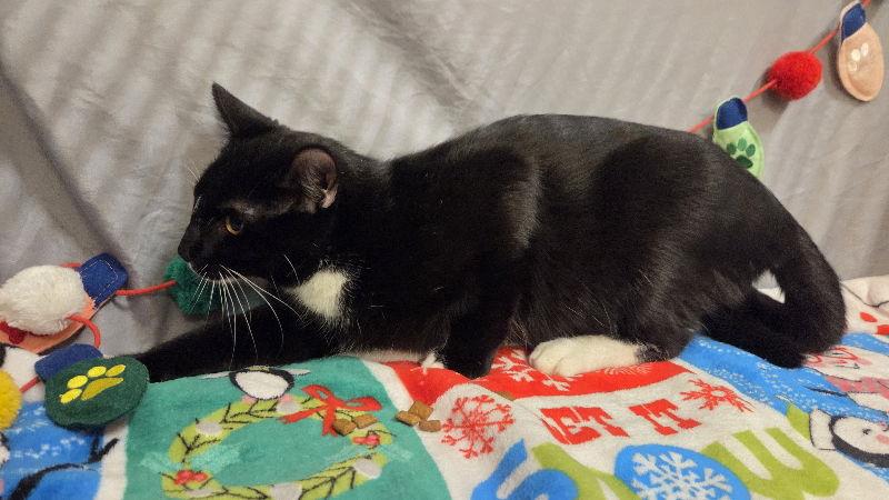 Enlarge Turnip, a Adoptable Domestic Short Hair in Delran, NJ image 1/2