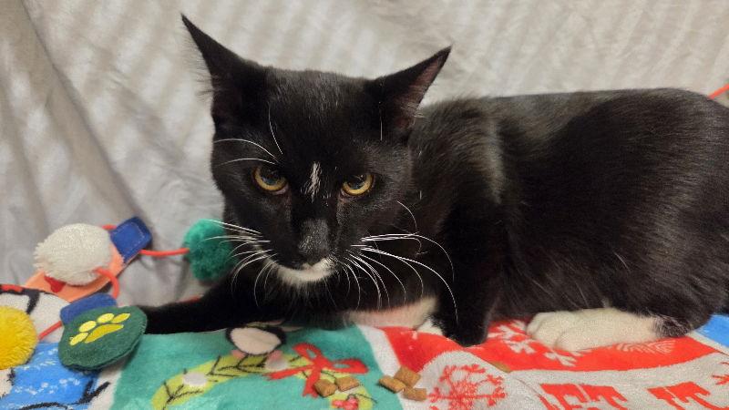 Enlarge Turnip, a Adoptable Domestic Short Hair in Delran, NJ image 2/2