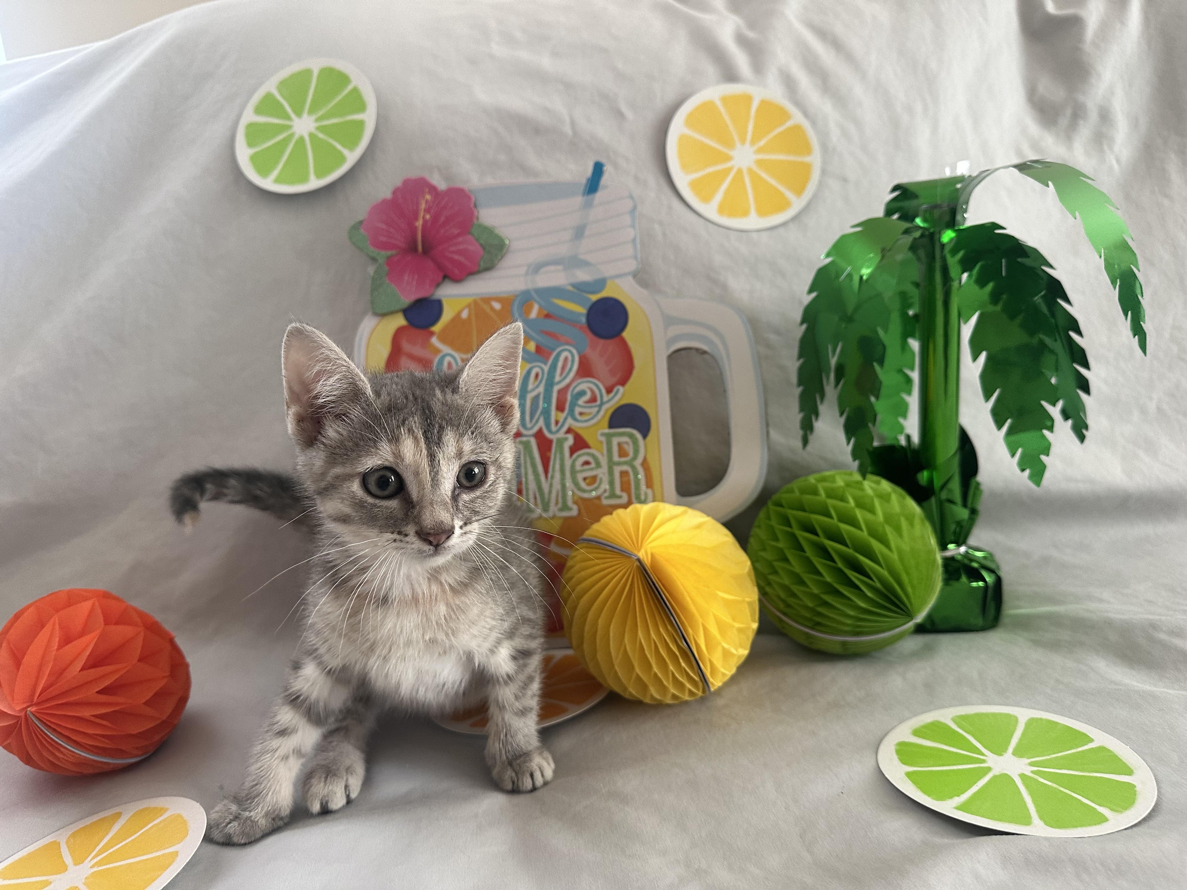 Lemon, a Adopted mixed breed in Xenia, OH image 3/4