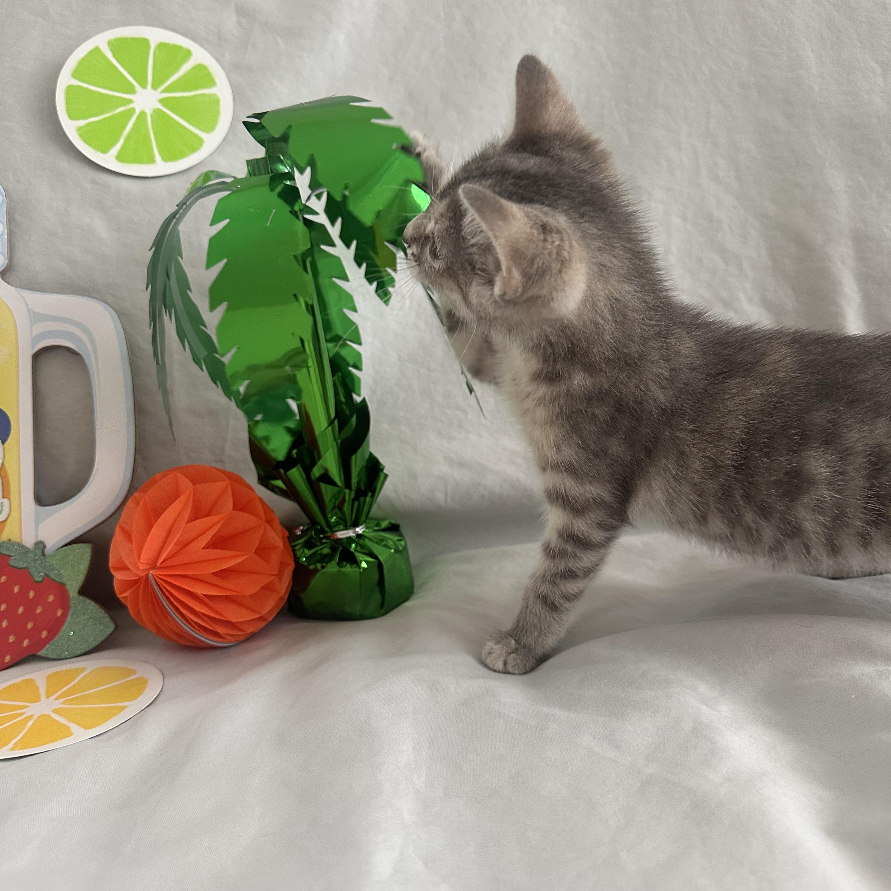 Lemon, a Adopted mixed breed in Xenia, OH image 4/4