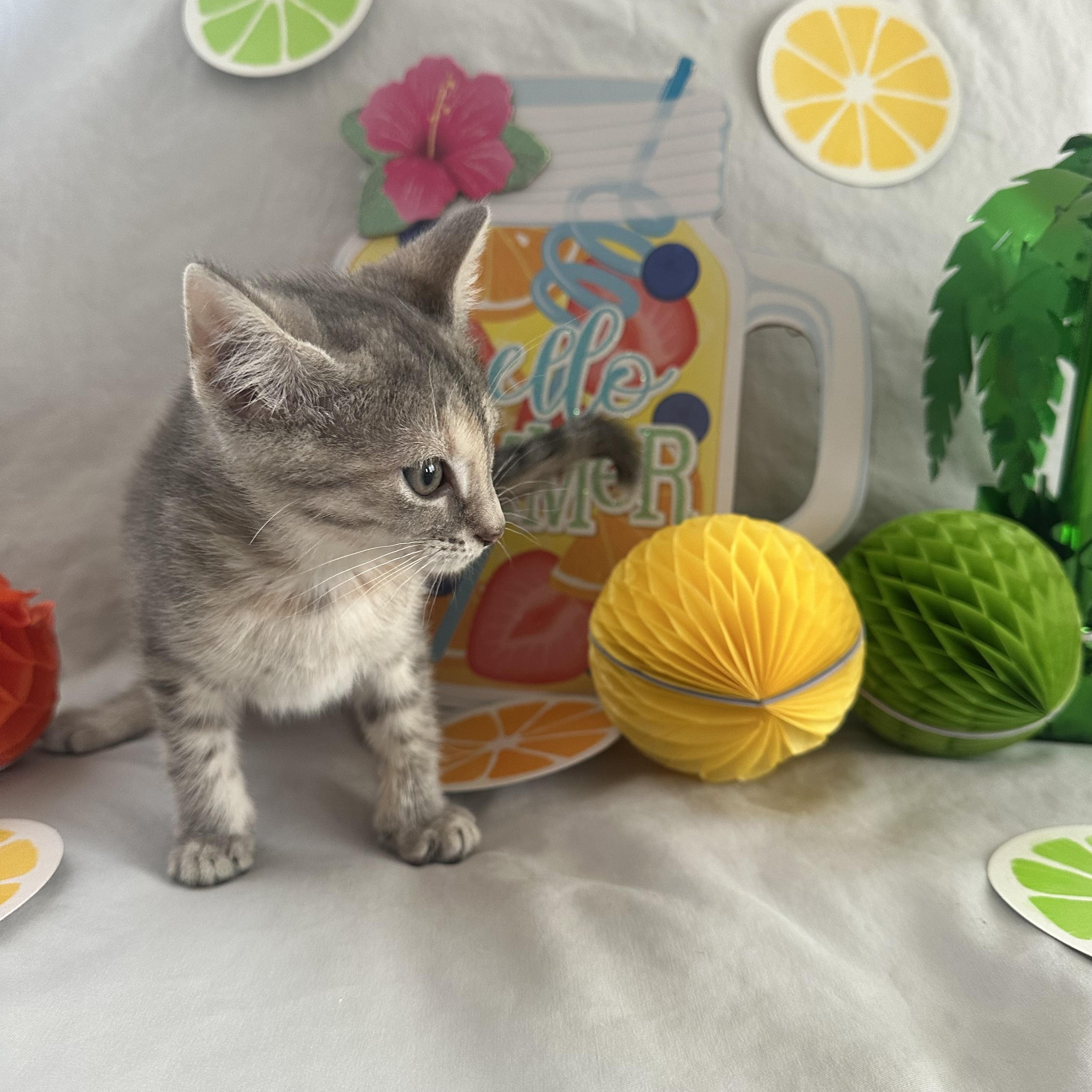 Lemon, a Adopted mixed breed in Xenia, OH image 2/4