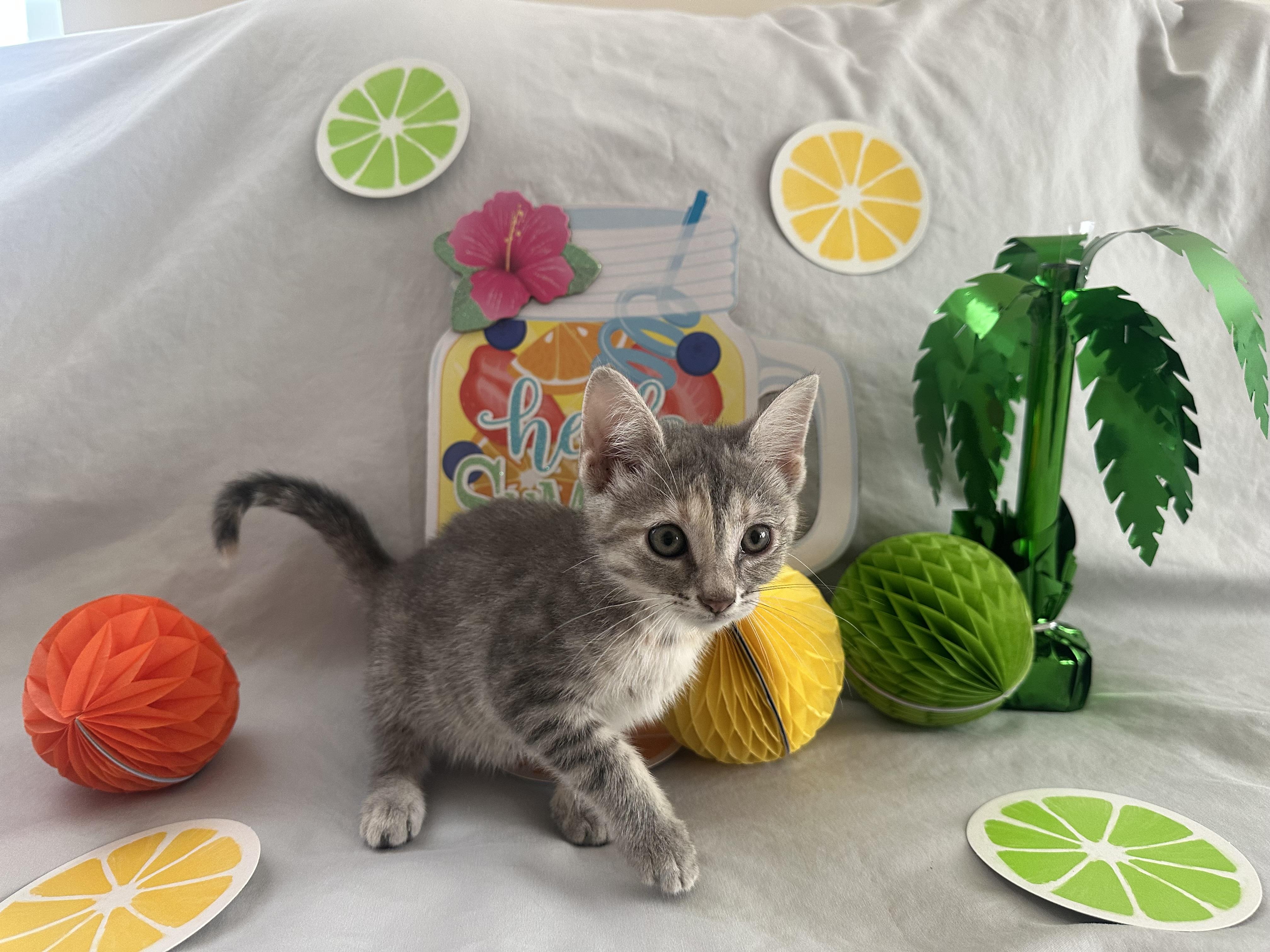 Lemon, a Adopted mixed breed in Xenia, OH image 1/4