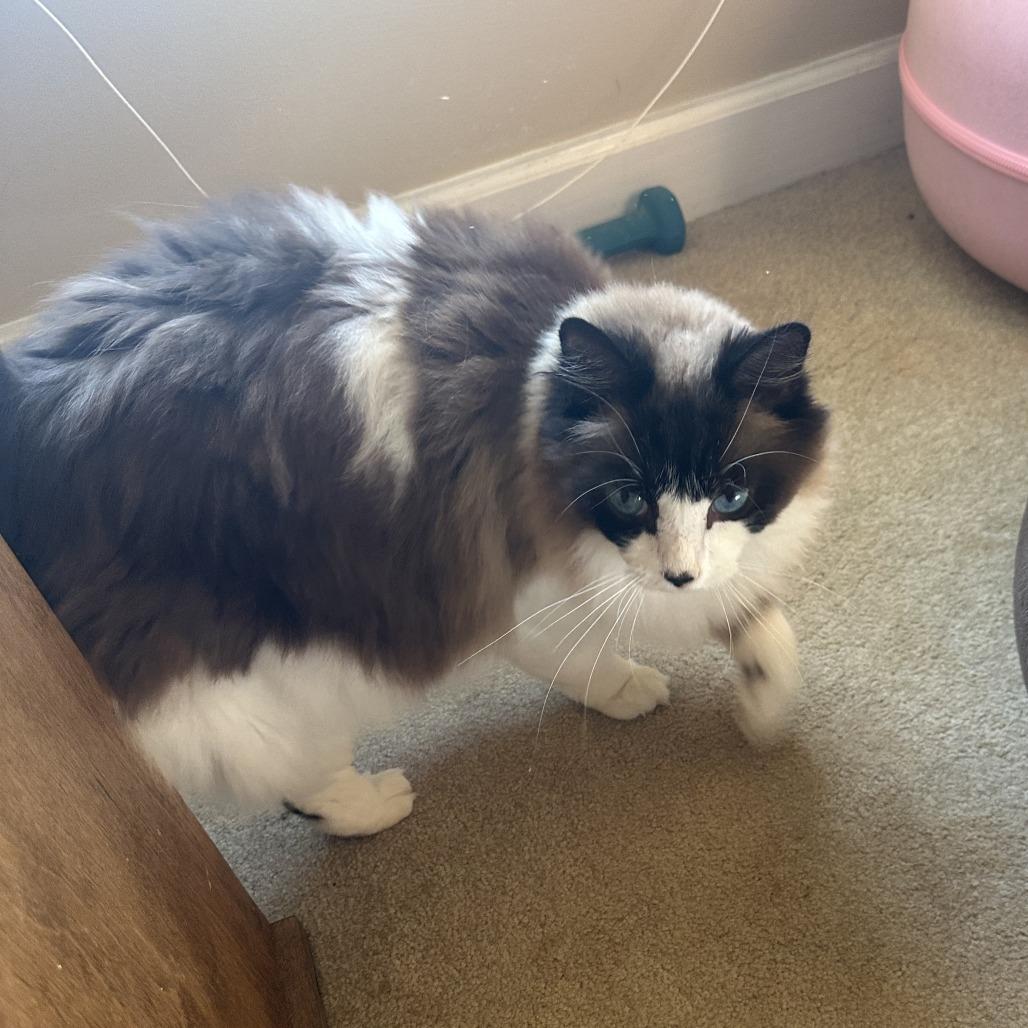 Enlarge Lalo (tripod), a Adoptable Ragdoll in Woodstock, VA image 1/6