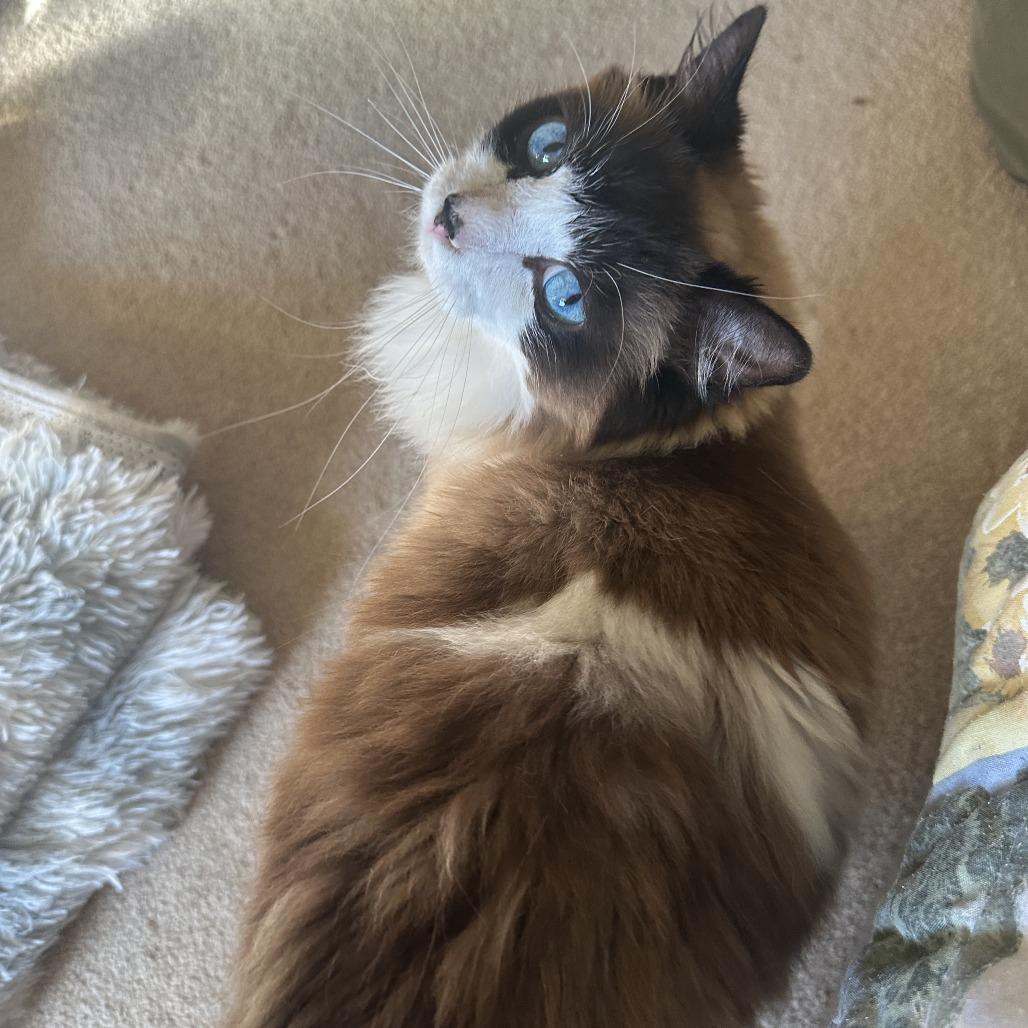 Enlarge Lalo (tripod), a Adoptable Ragdoll in Woodstock, VA image 2/6