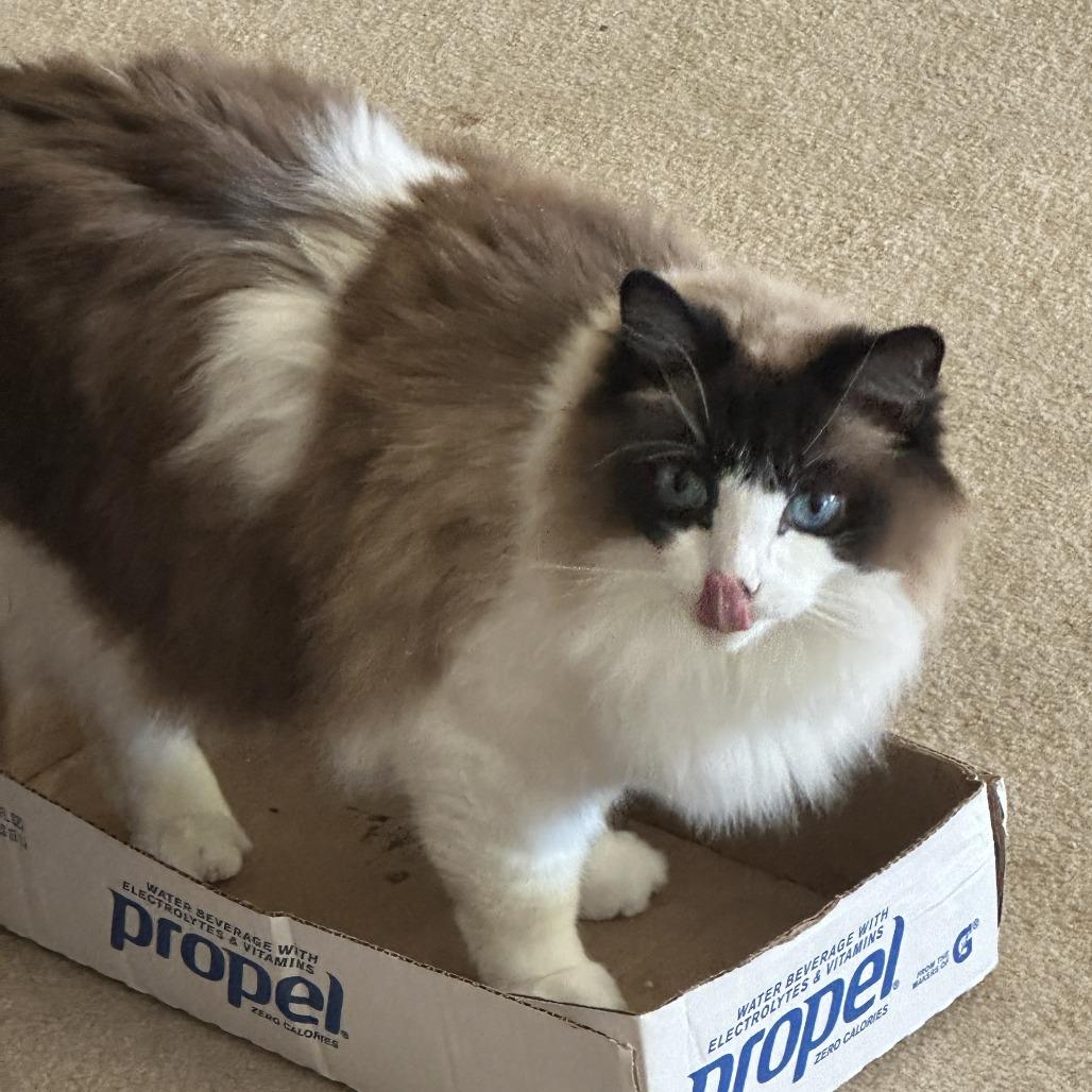 Enlarge Lalo (tripod), a Adoptable Ragdoll in Woodstock, VA image 3/6