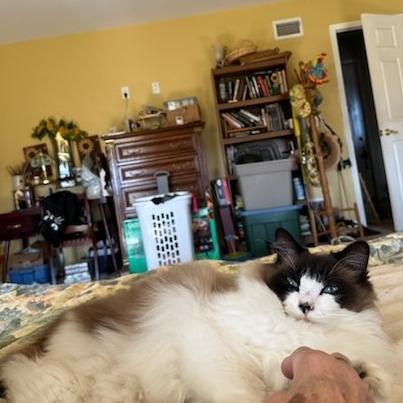 Enlarge Lalo (tripod), a Adoptable Ragdoll in Woodstock, VA image 4/6