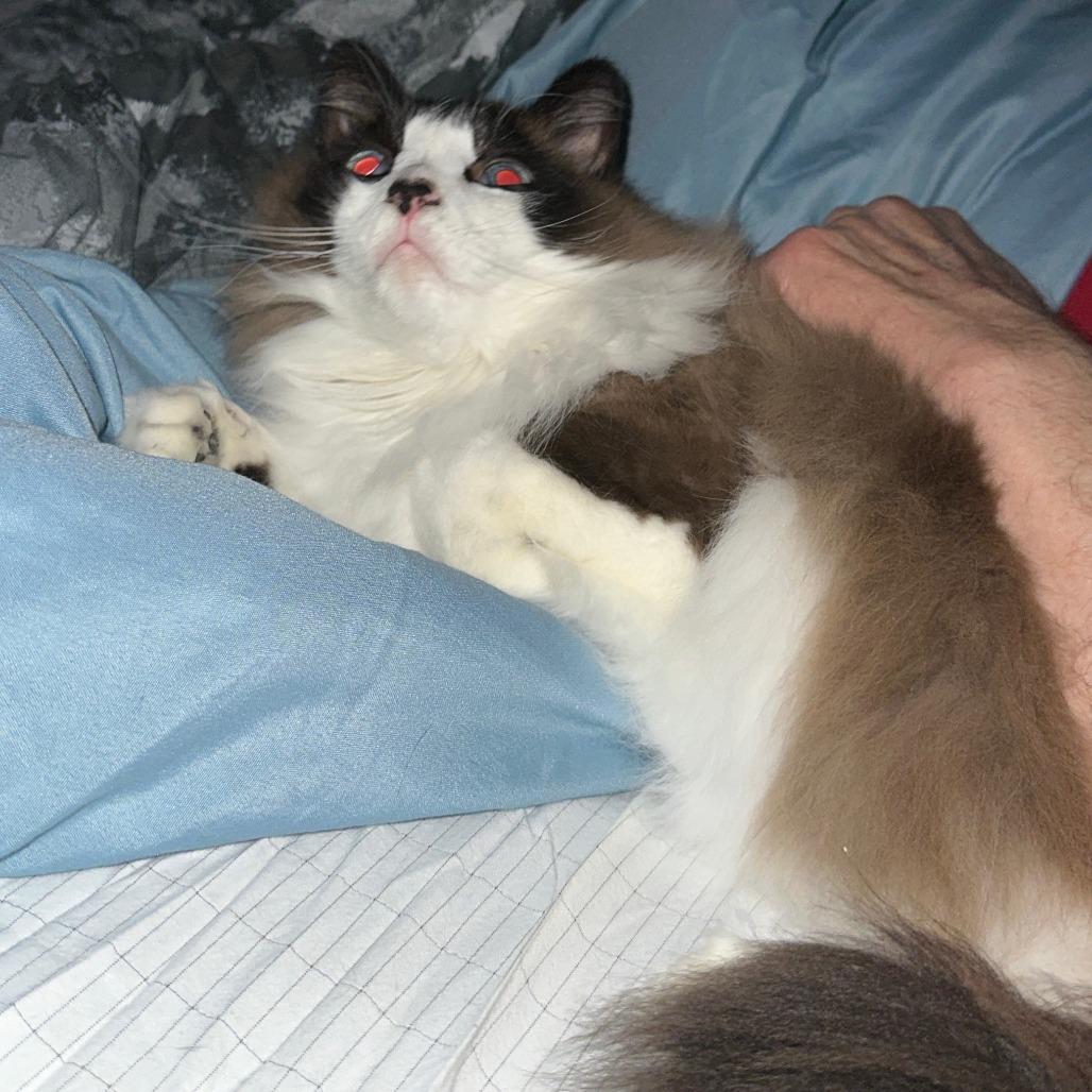 Enlarge Lalo (tripod), a Adoptable Ragdoll in Woodstock, VA image 5/6