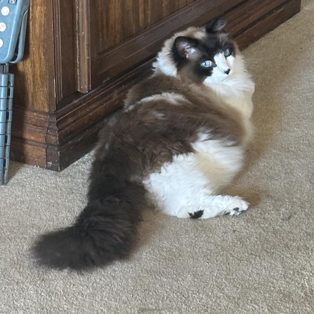 Enlarge Lalo (tripod), a Adoptable Ragdoll in Woodstock, VA image 6/6