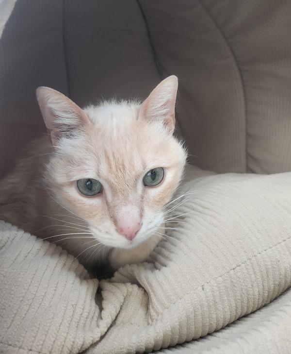 MacBeth, Adoptable, Senior Male Domestic Short Hair.