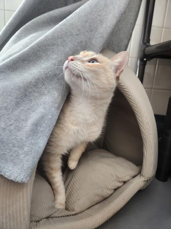 Enlarge MacBeth, a Adoptable mixed breed in Healdsburg, CA image 2/5