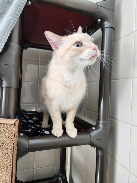 Enlarge MacBeth, a Adoptable mixed breed in Healdsburg, CA image 3/5