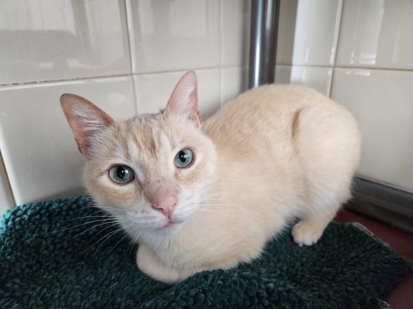 Enlarge MacBeth, a Adoptable mixed breed in Healdsburg, CA image 4/5