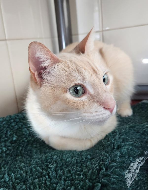 Enlarge MacBeth, a Adoptable mixed breed in Healdsburg, CA image 5/5