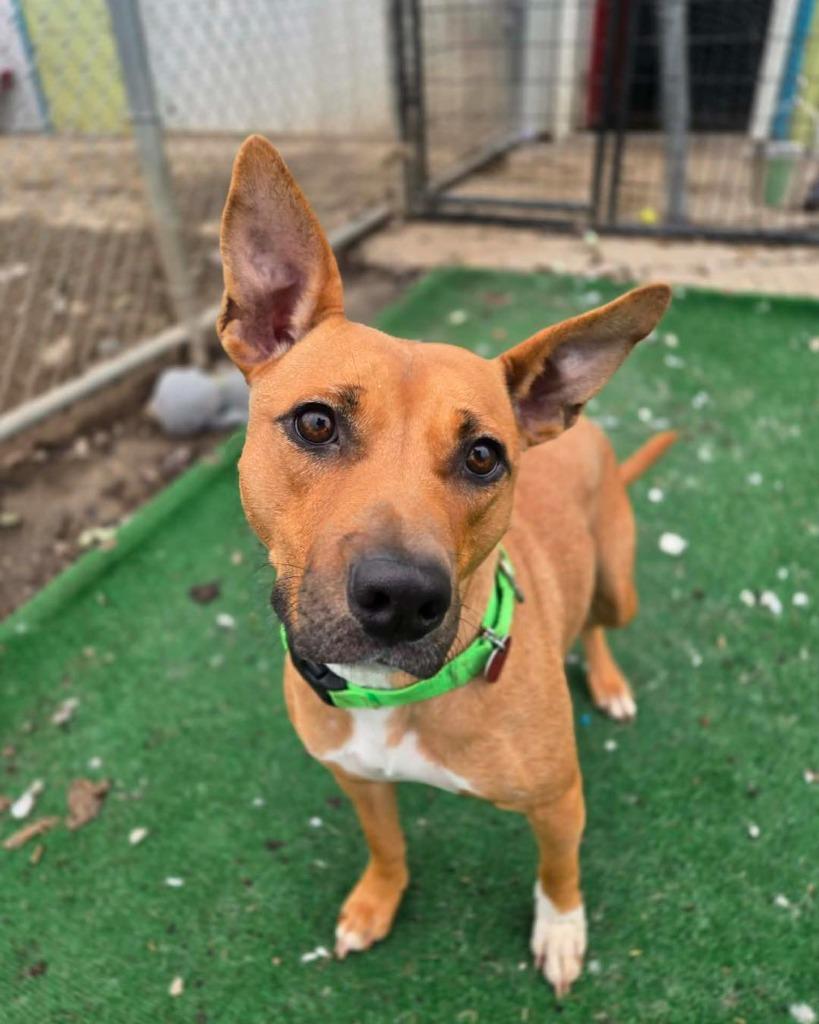 Miracle, a Adoptable mixed breed in Warren, MI image 1/6